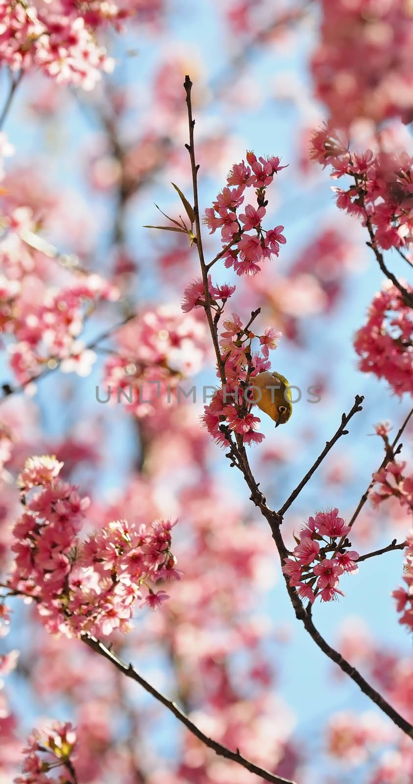 Beautiful cherry blossming, a Oriental White-eye bird, standing on the Wild Himalayan cherry tree, taken in Thailand