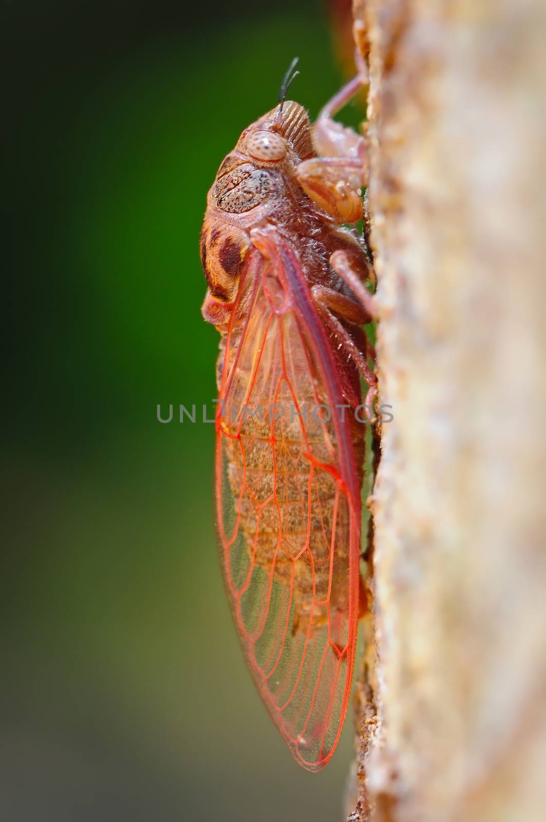 Closeup of beautiful cicada, hanging onto a tree branch 