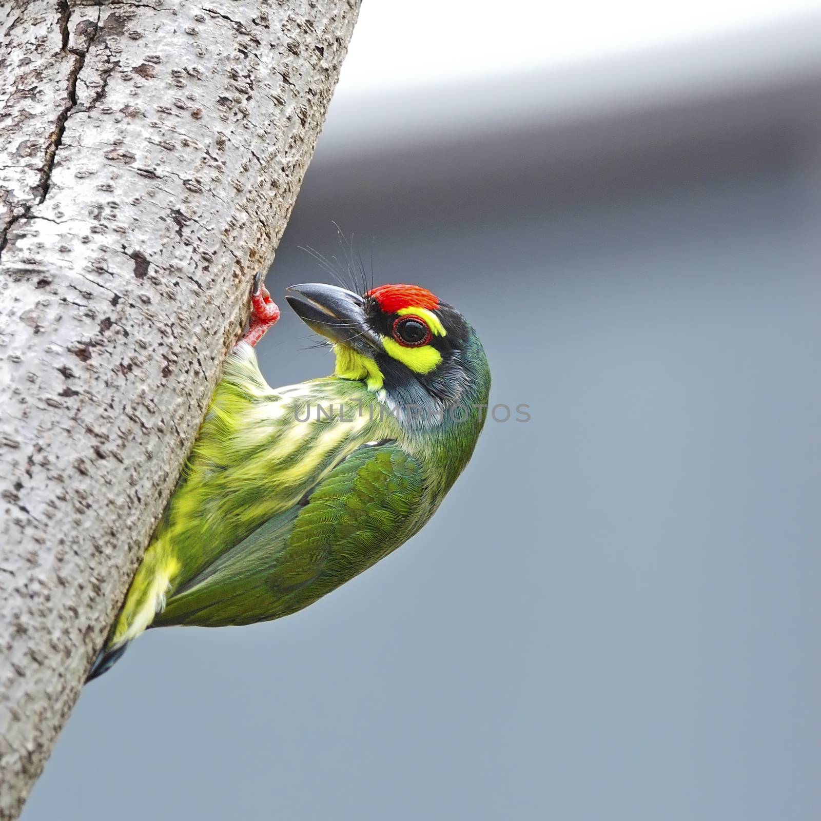 Colorful Barbet bird, Coppersmith Barbet (Megalaima haemacephala), standing on the tree