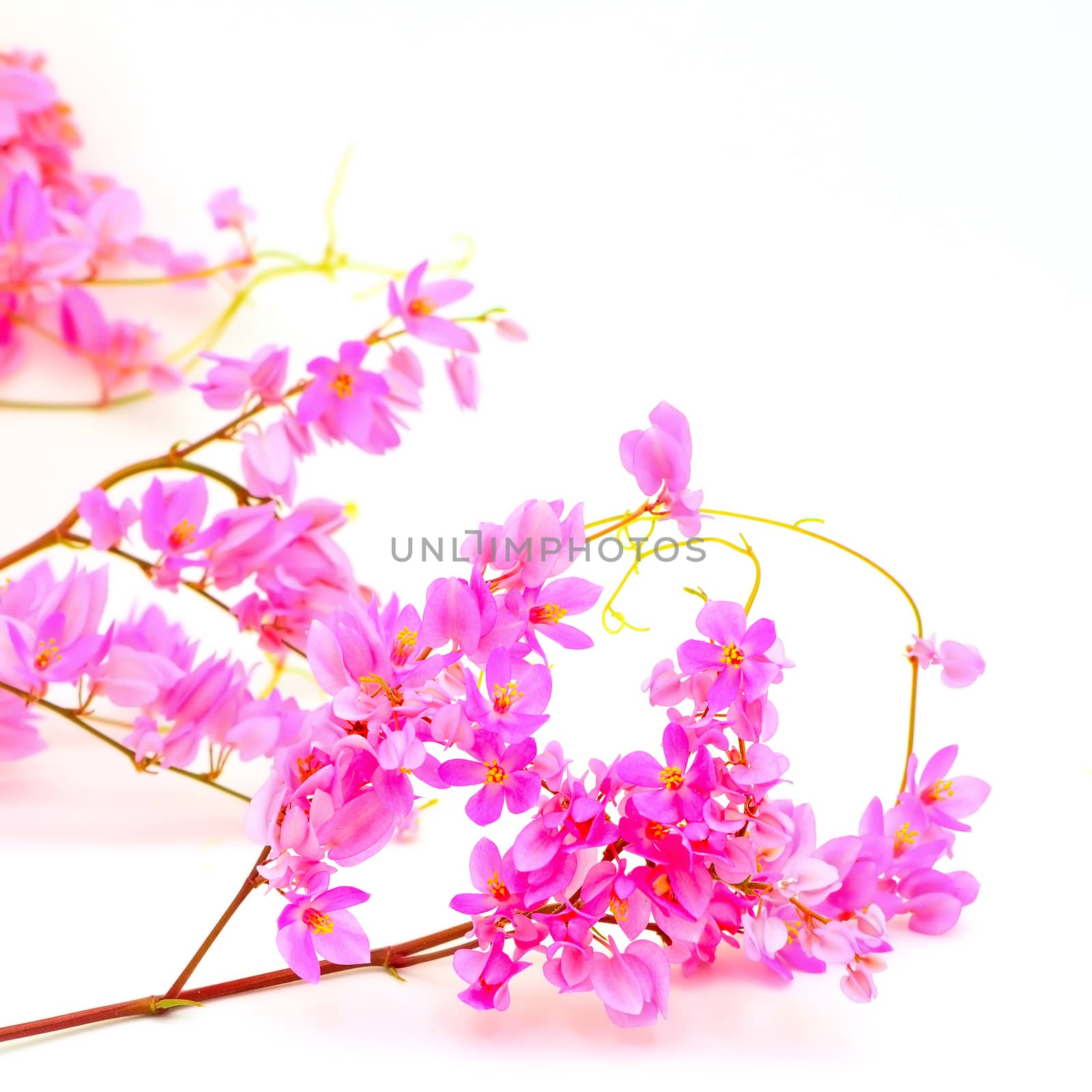 Summer blossom flower, Antigonon leptopus or Pink Coral Vine isolated on a white background 