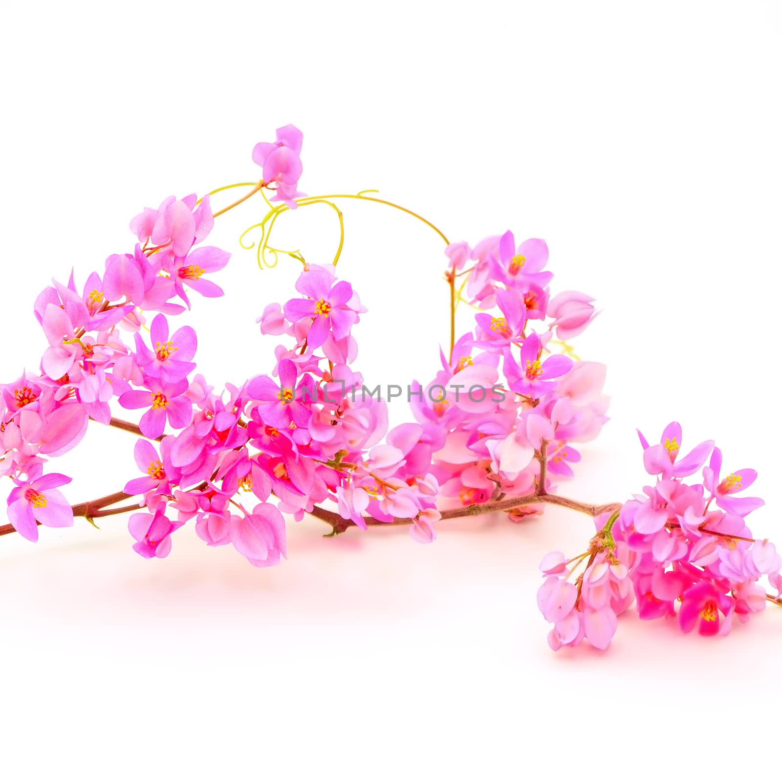 Summer blossom flower, beautiful Antigonon leptopus or Pink Coral Vine isolated on a white background