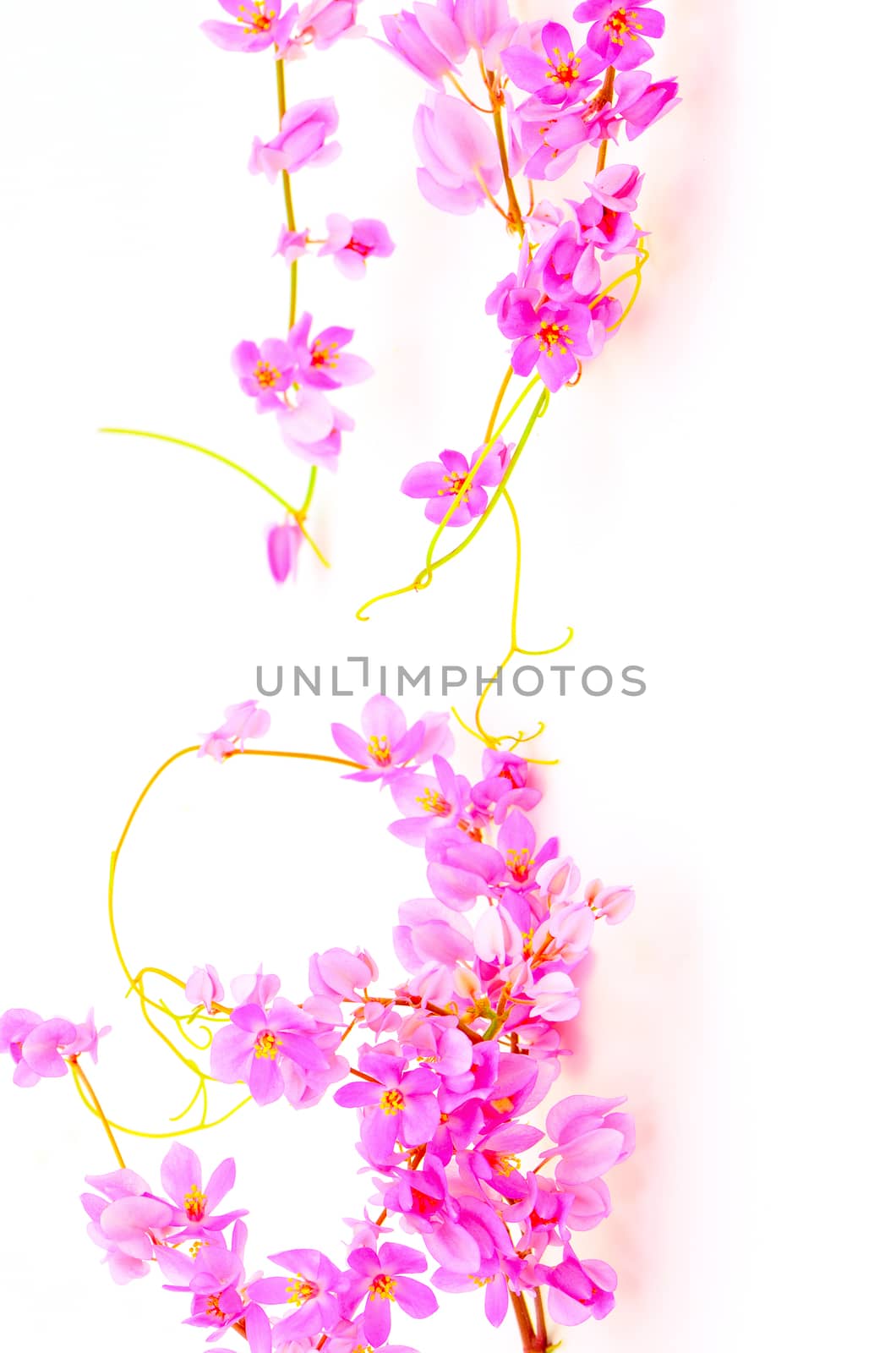 Summer blossom flower, colorful Antigonon leptopus or Pink Coral Vine isolated on a white background