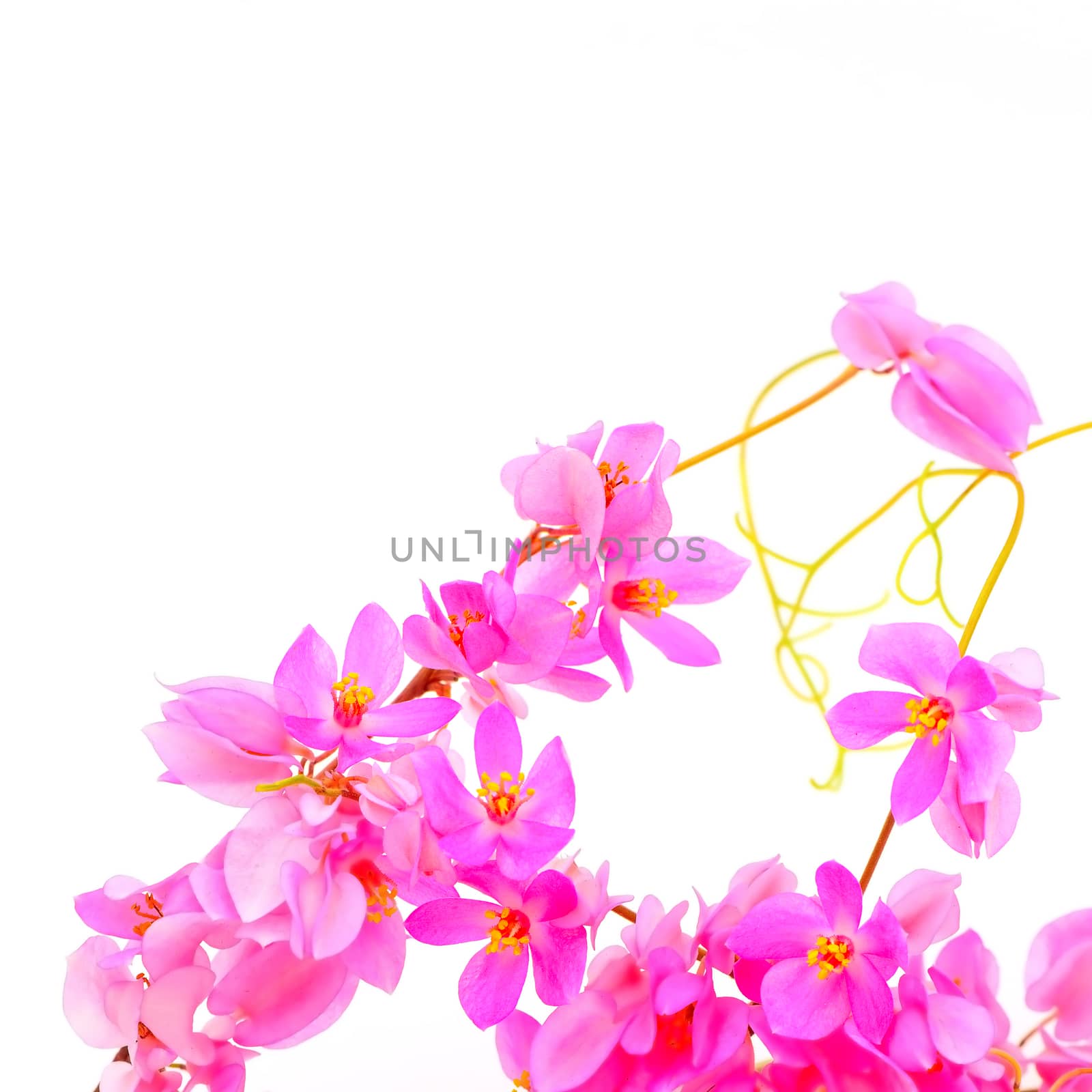 Summer blossom flower of Antigonon leptopus or Pink Coral Vine isolated on a white background