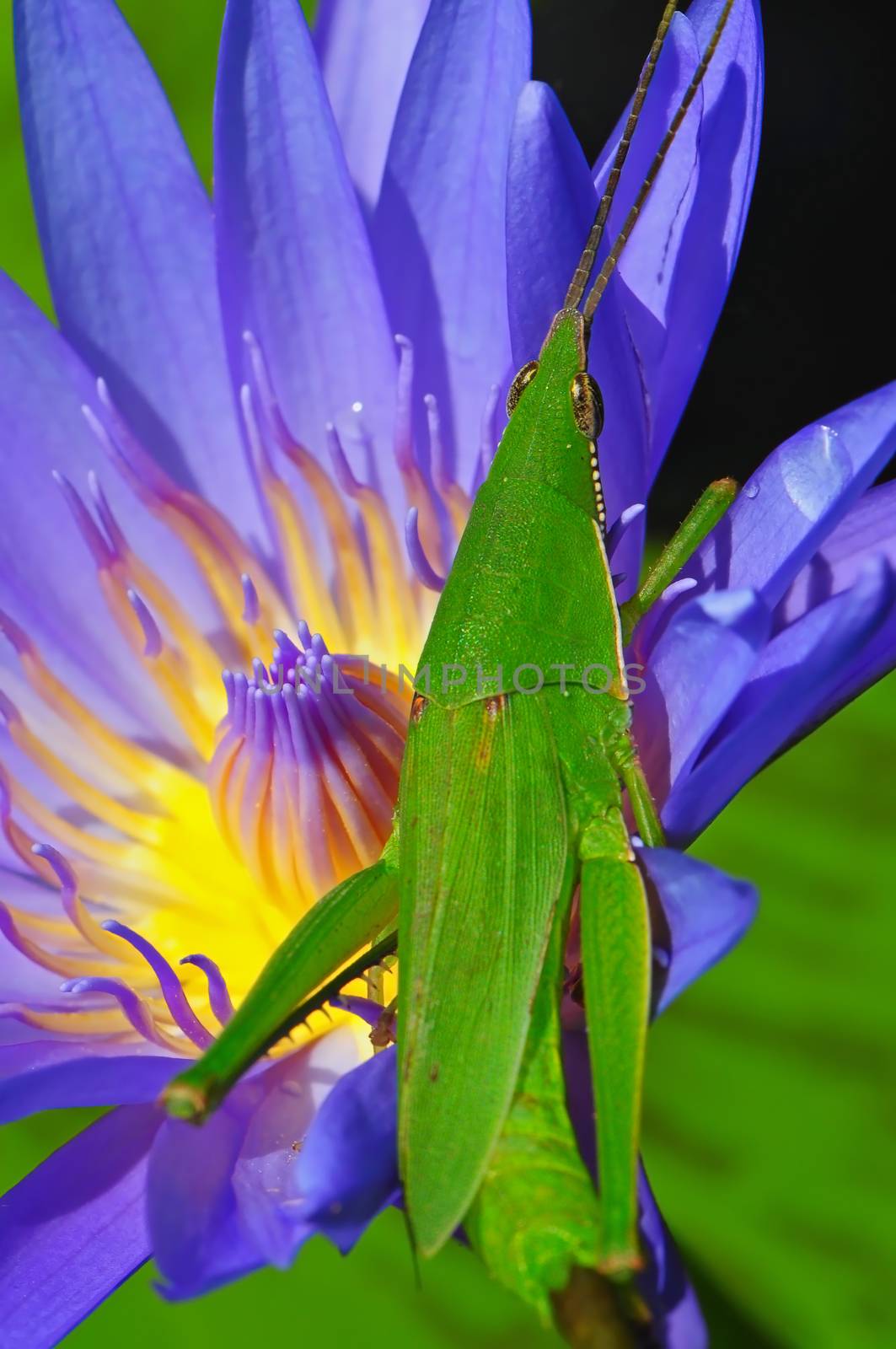Beautiful purple lotus with a grasshopper in the pond 