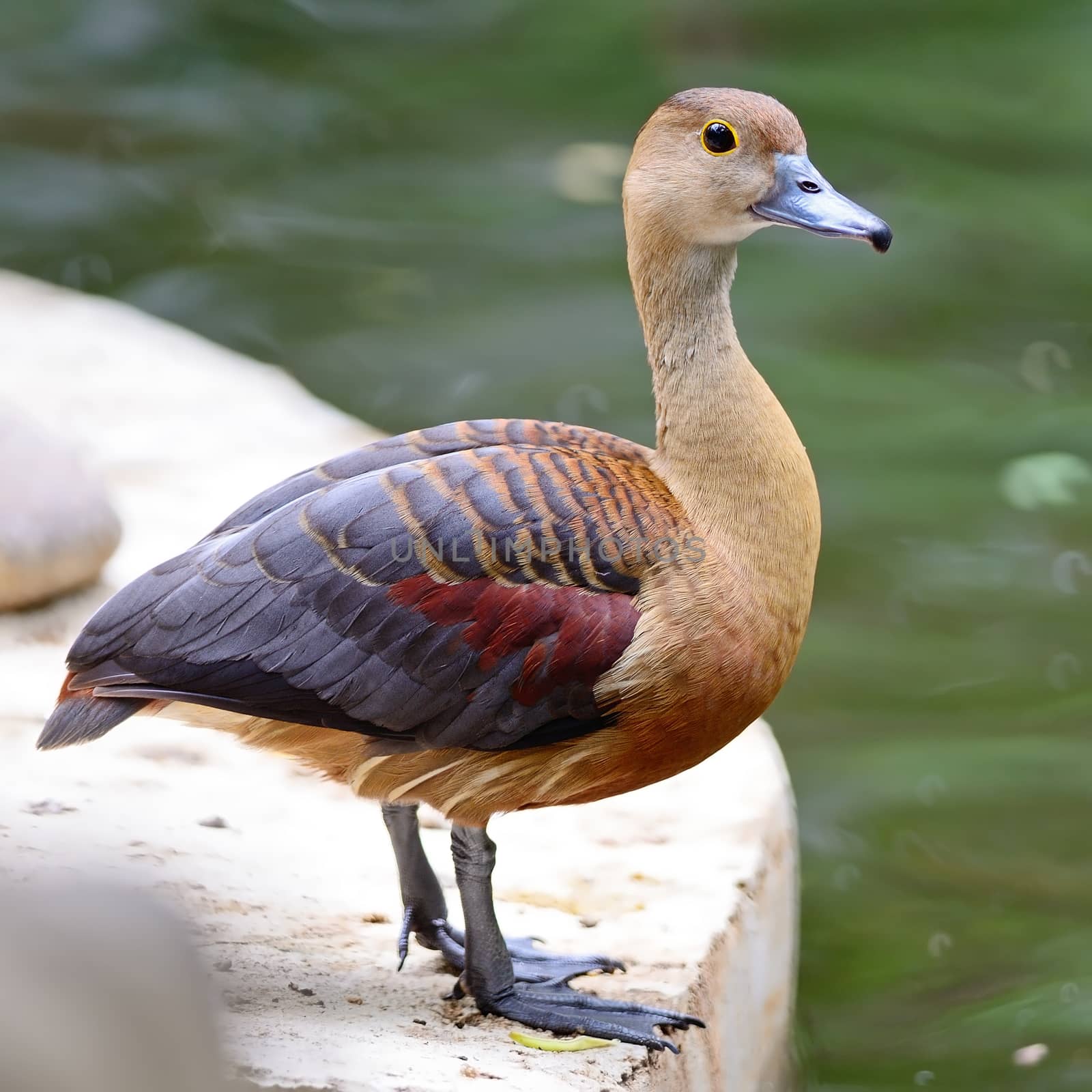 Beautiful red duck, Lesser Whistling-Duck (Dendrocygn a javanica) 
