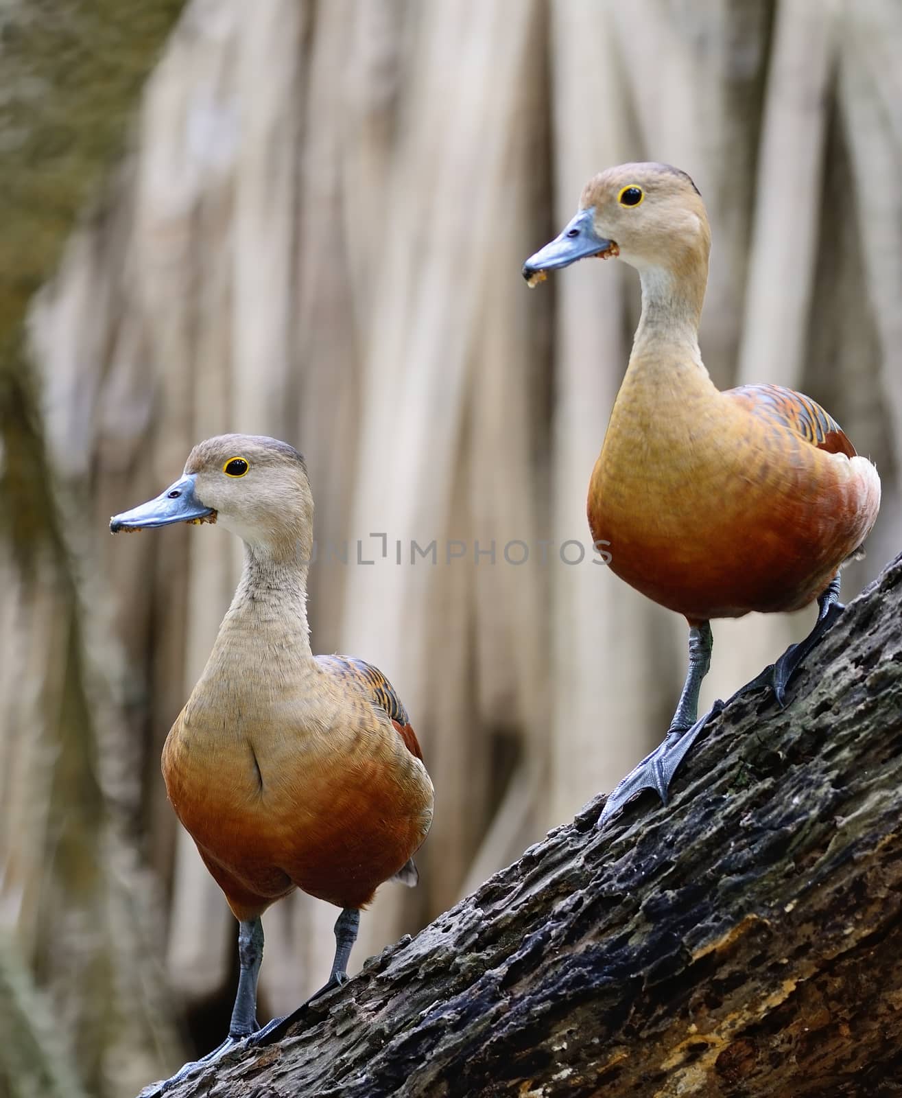 Beautiful red duck, Lesser Whistling-Duck (Dendrocygn a javanica), breast profile