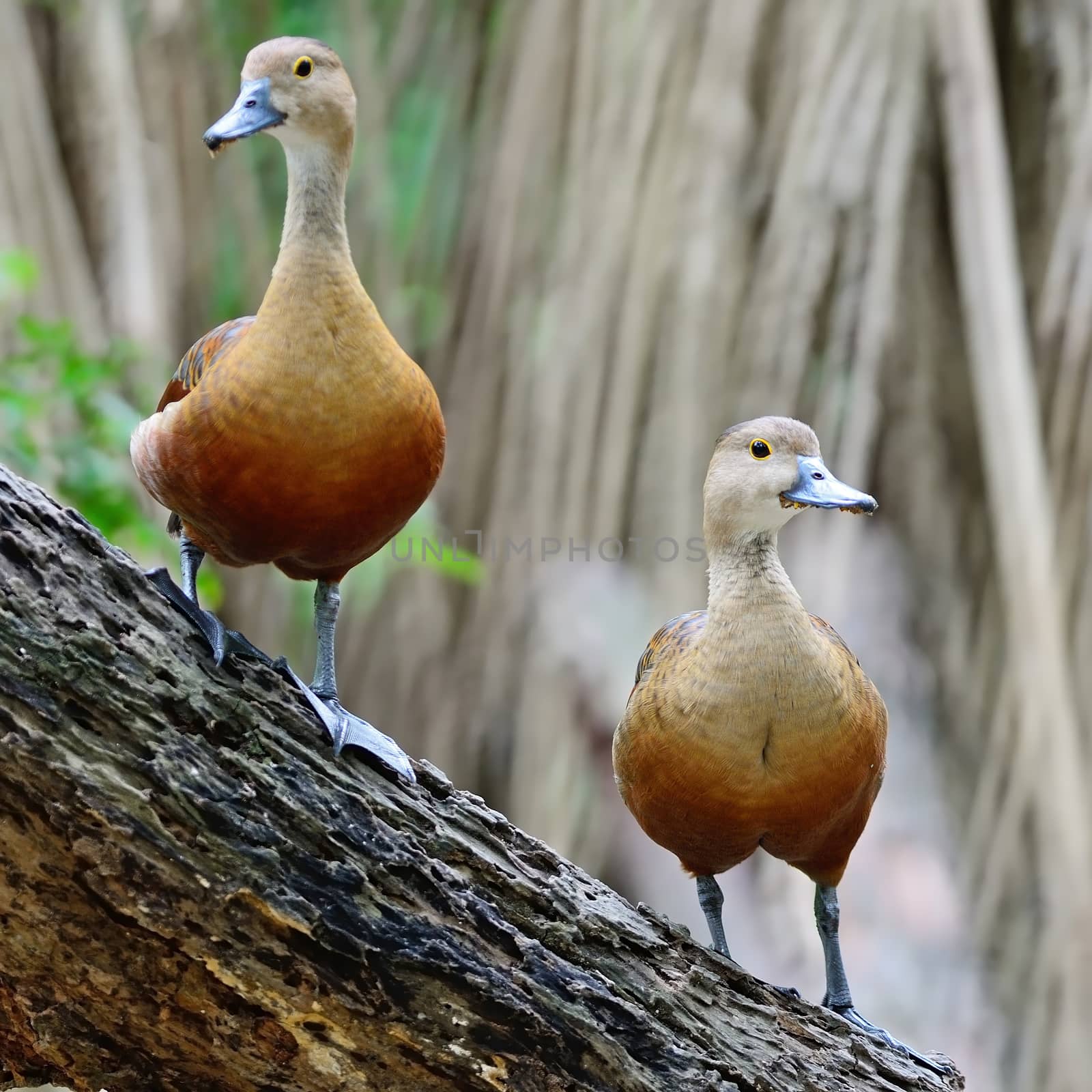Beautiful red duck, Lesser Whistling-Duck (Dendrocygn a javanica), breast profile, standing on the log