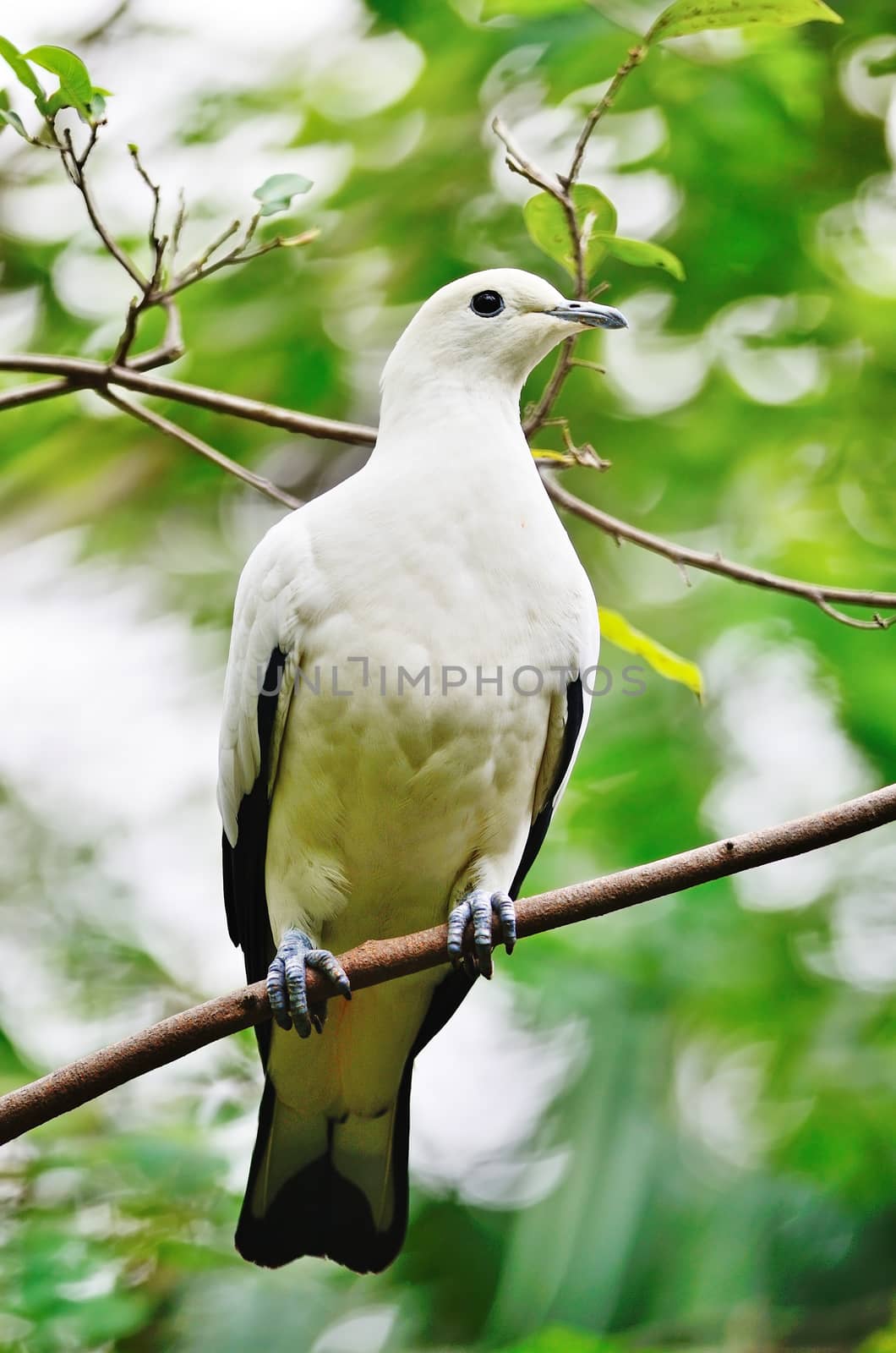 Beautiful white bird, Pied Imperial Pigeon (Ducula bicolor) on a branch 