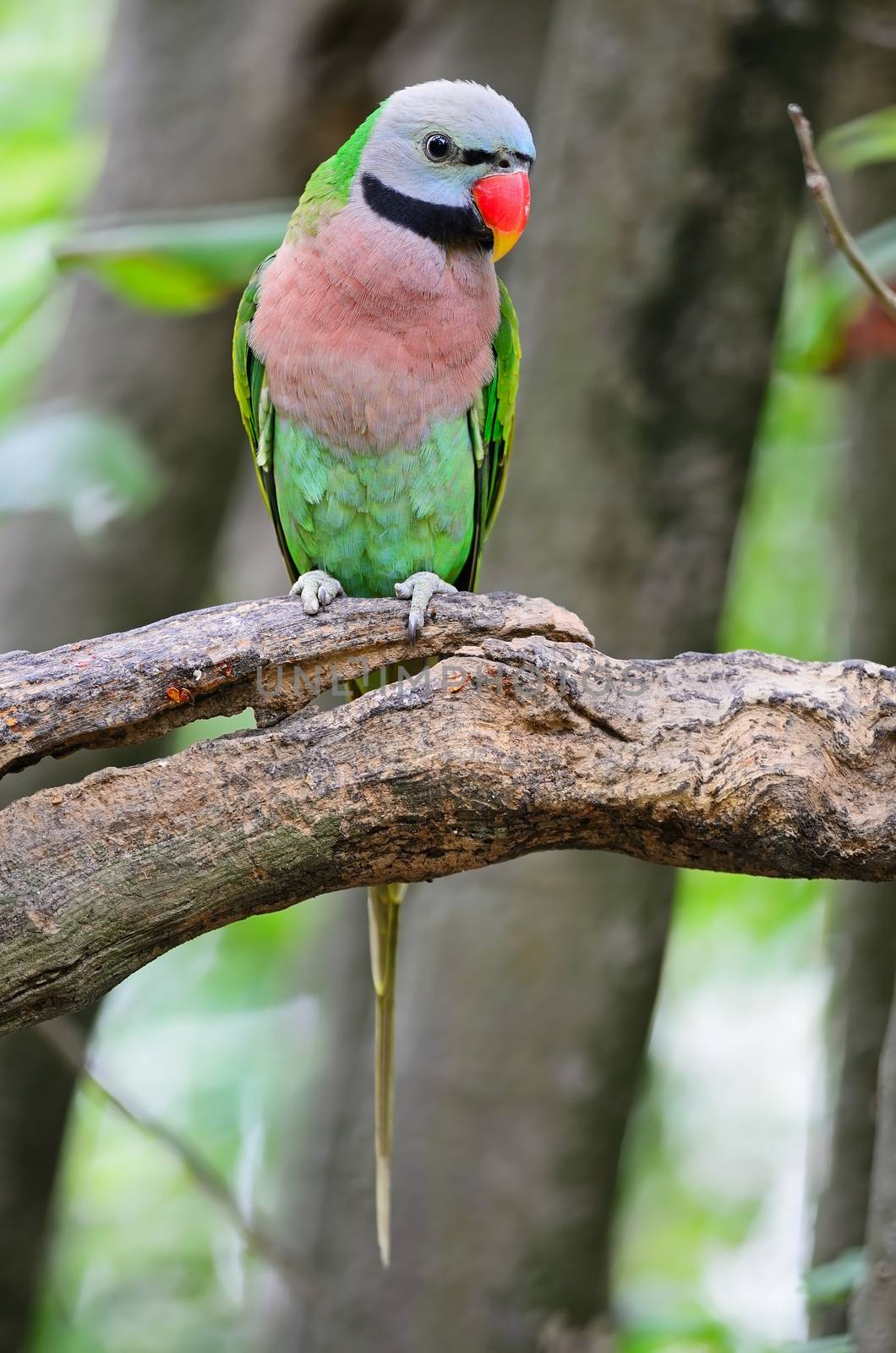 Beautiful Parakeet bird, Red-breasted Parakeet (Psittacula alexandri)