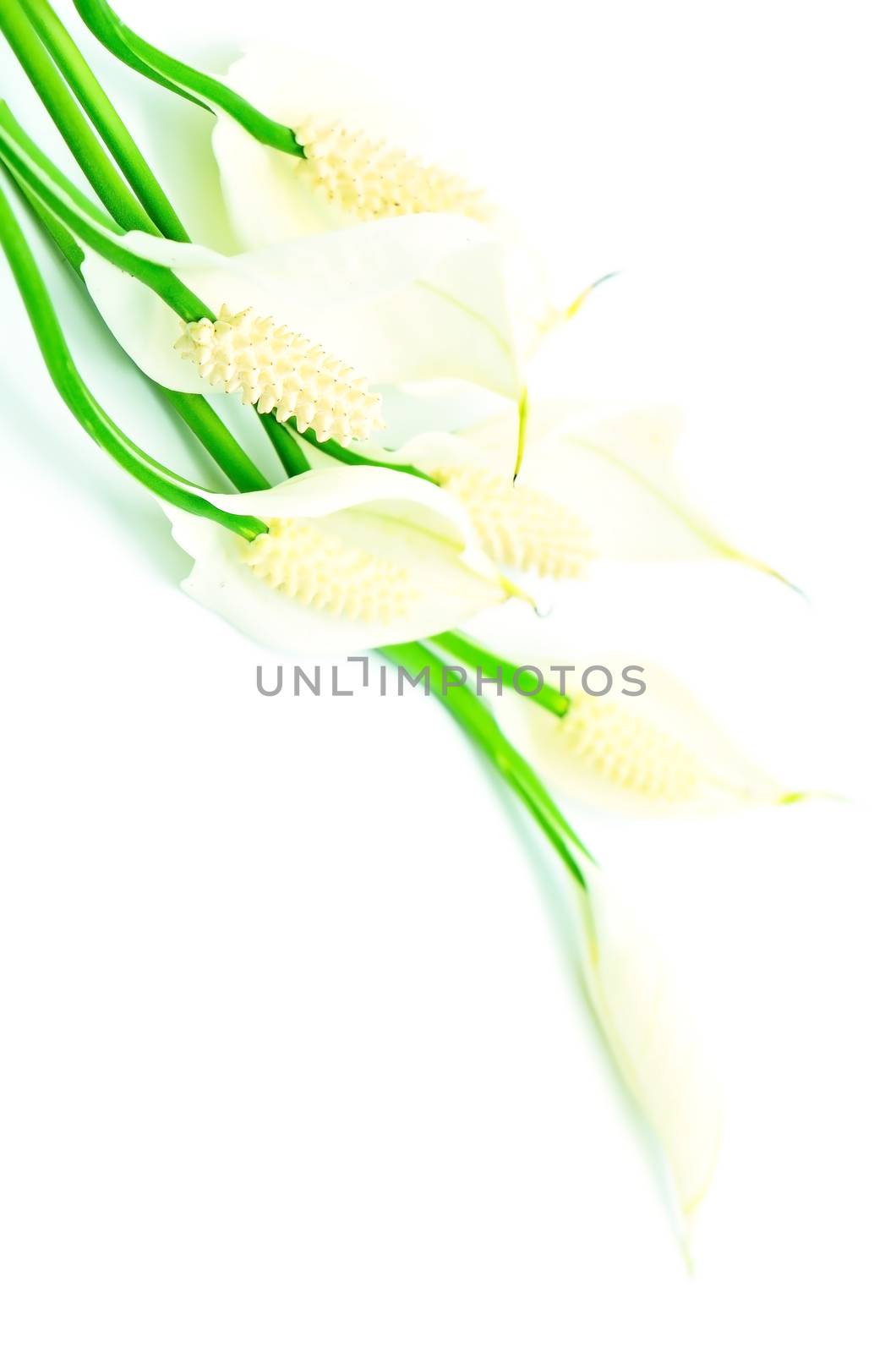 Spathiphyllum flower isolated on a white background 