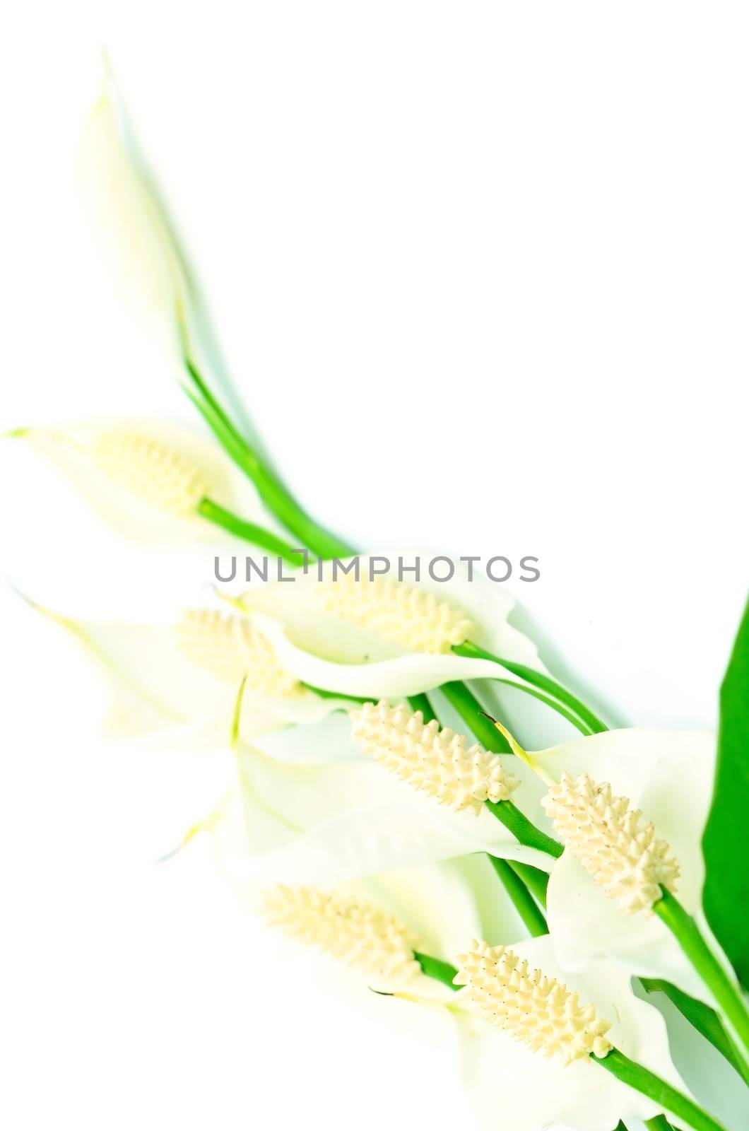 Tropical flower, Fragrant Spathiphyllum isolated on a white background