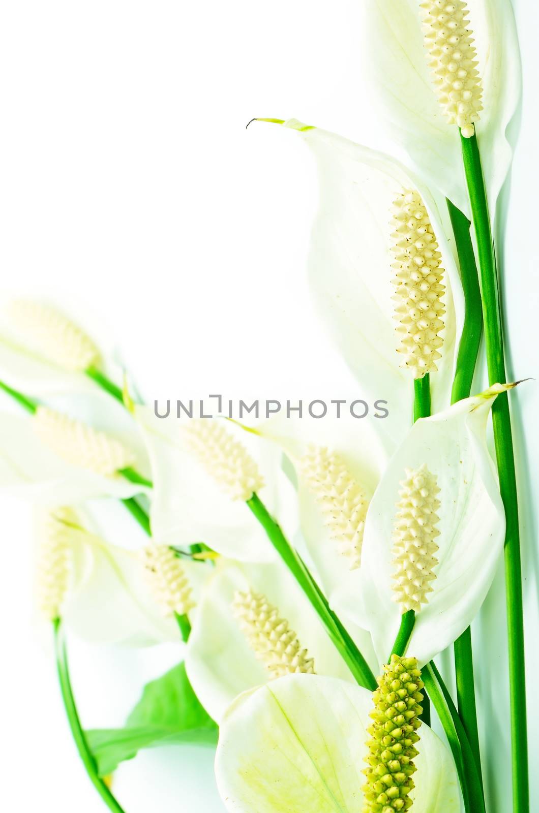 Beautiful white flower, Fragrant Spathiphyllum isolated on a white background