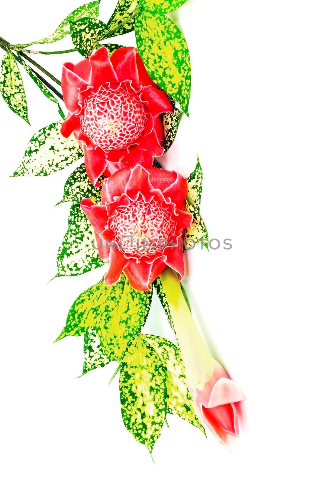 Tropical red Torch Ginger (Etlingera elatior) isolated on a white background with the green leaves 