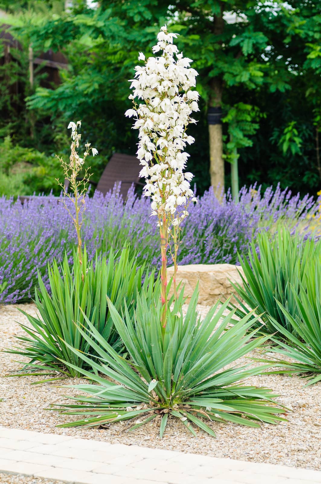 White blooming yucca in a formal garden
