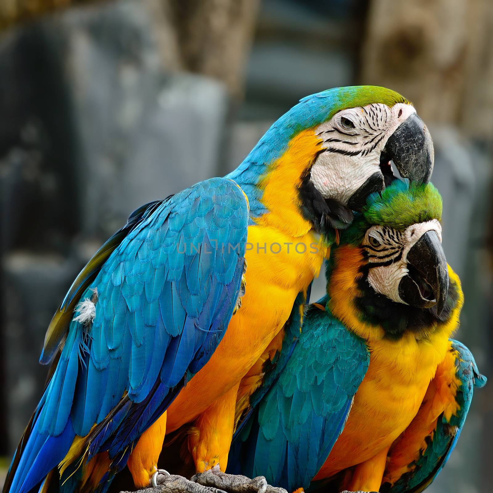 Couple of colorful Blue and Gold Macaw aviary, sitting on the log