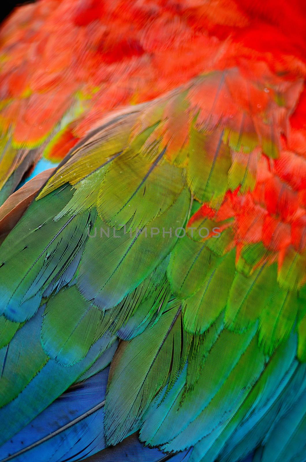 Greenwinged Macaw aviary, isolated on a white background