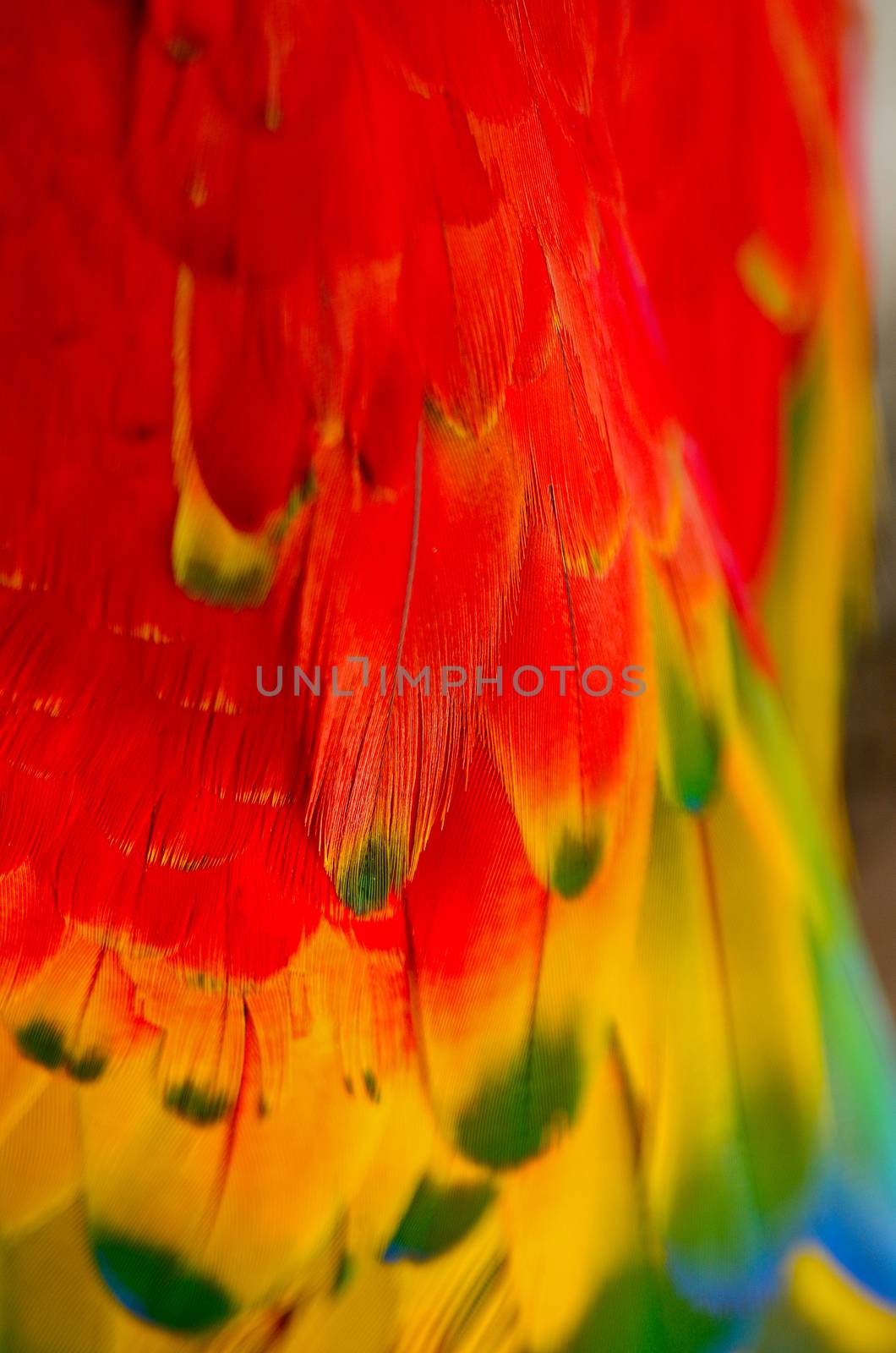 Scarlet Macaw feathers