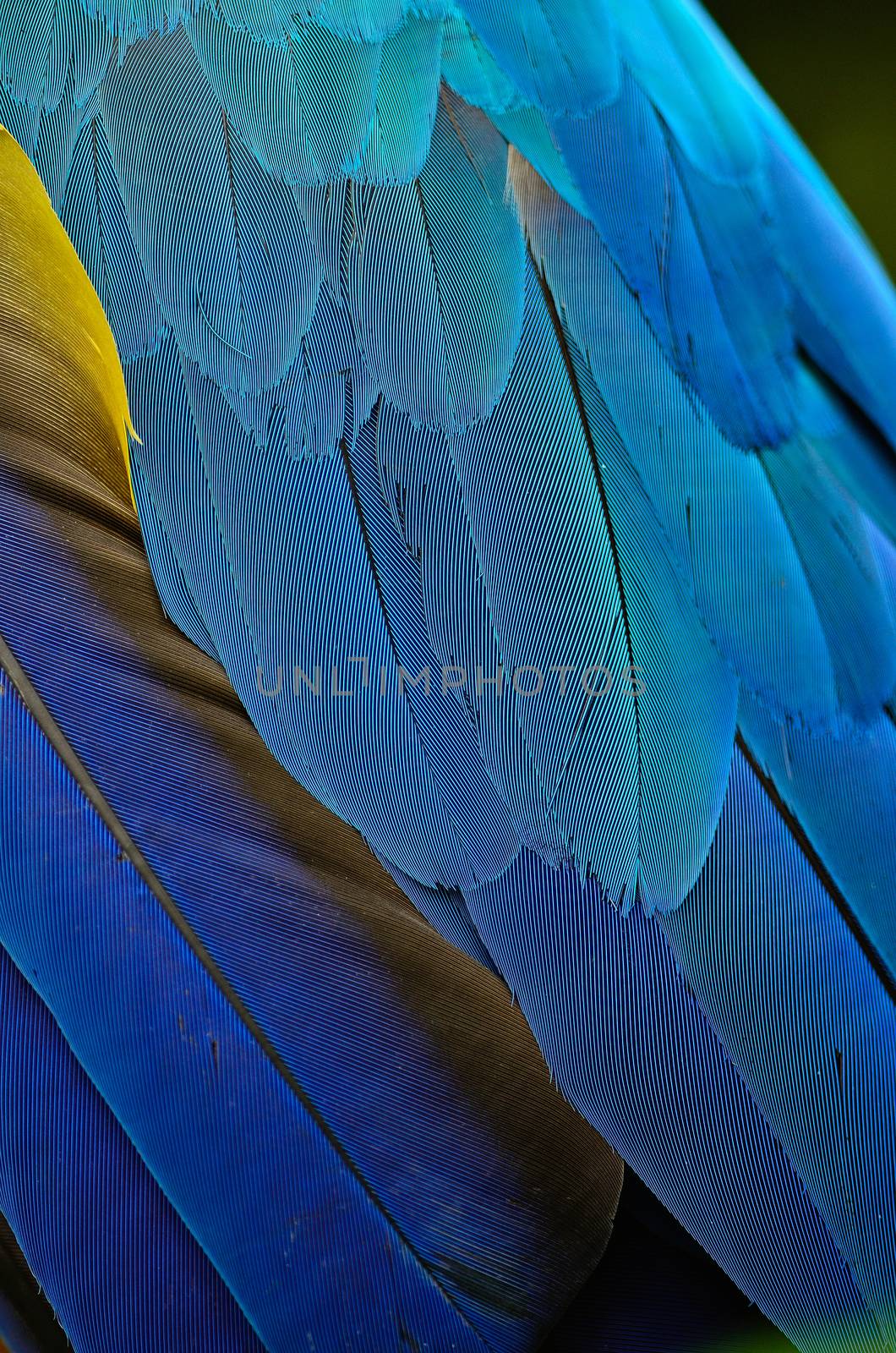 Blue and Gold Macaw feathers