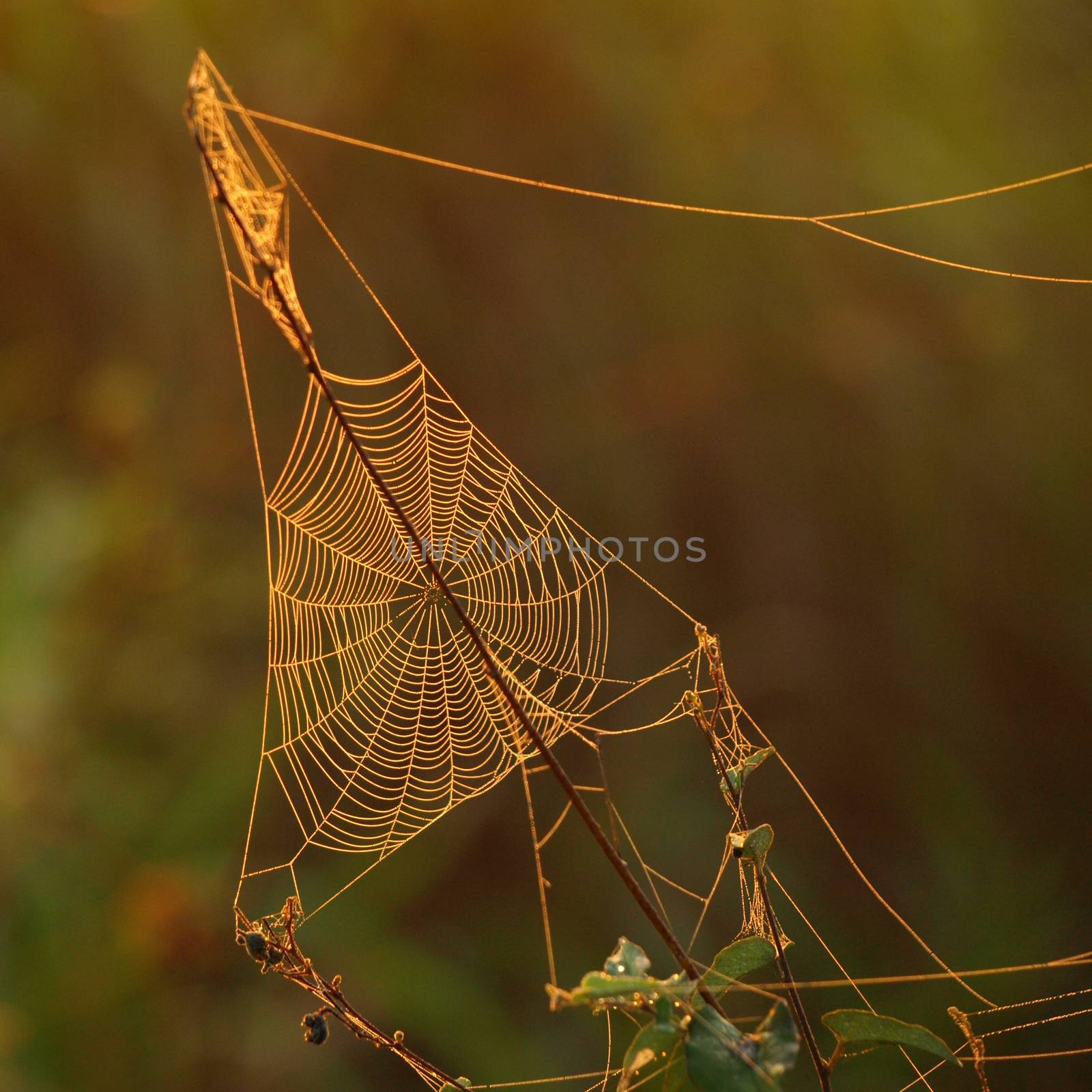 Spider web by pyty