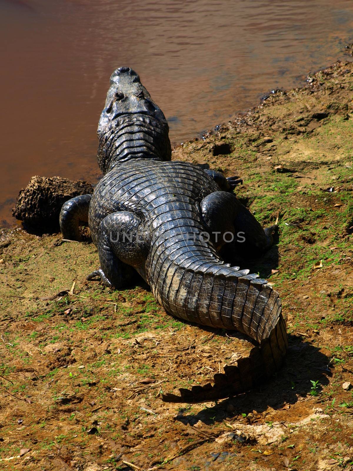 Aligator by pyty