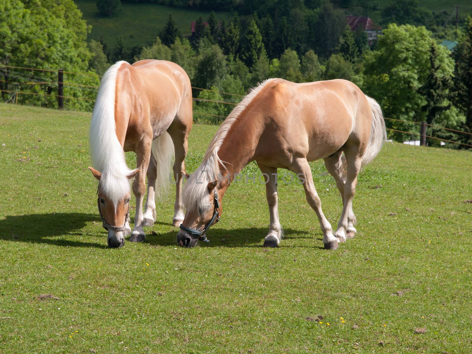 Two horses on pasture (Korenov, Czech Republic) OLYMPUS DIGITAL CAMERA