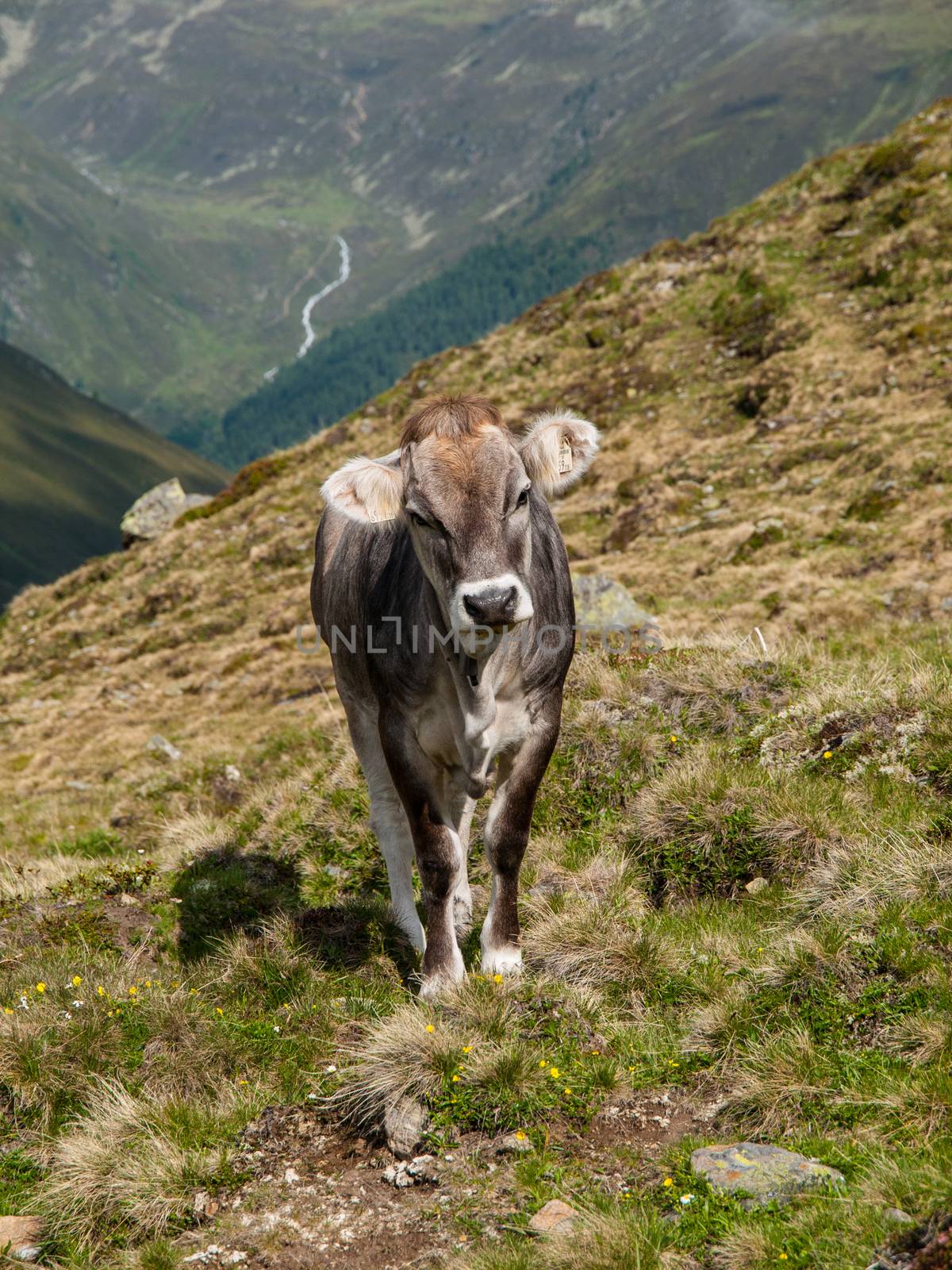 Alpine cow in Sellrein area by pyty