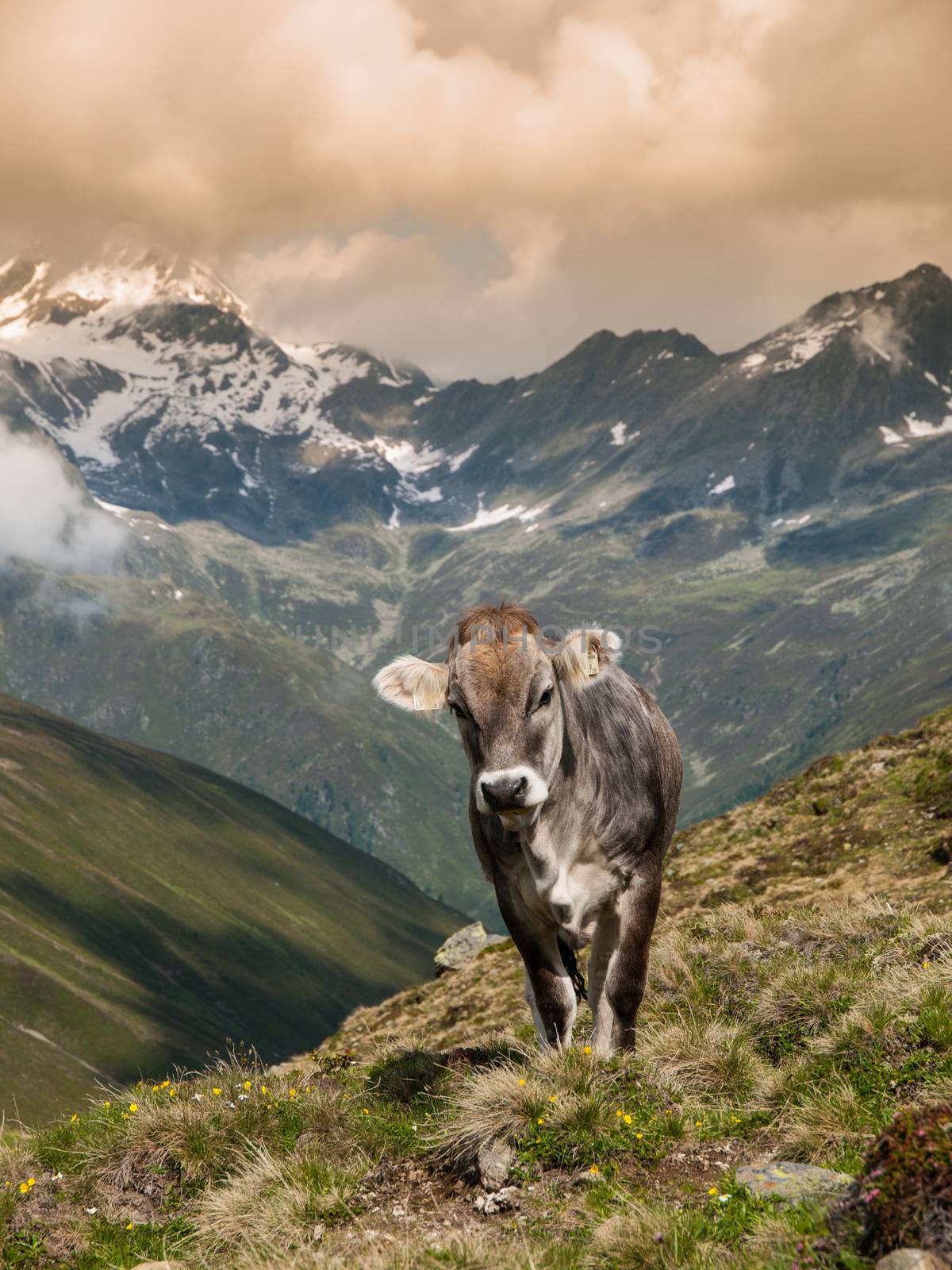Alpine cow in Sellrein area by pyty