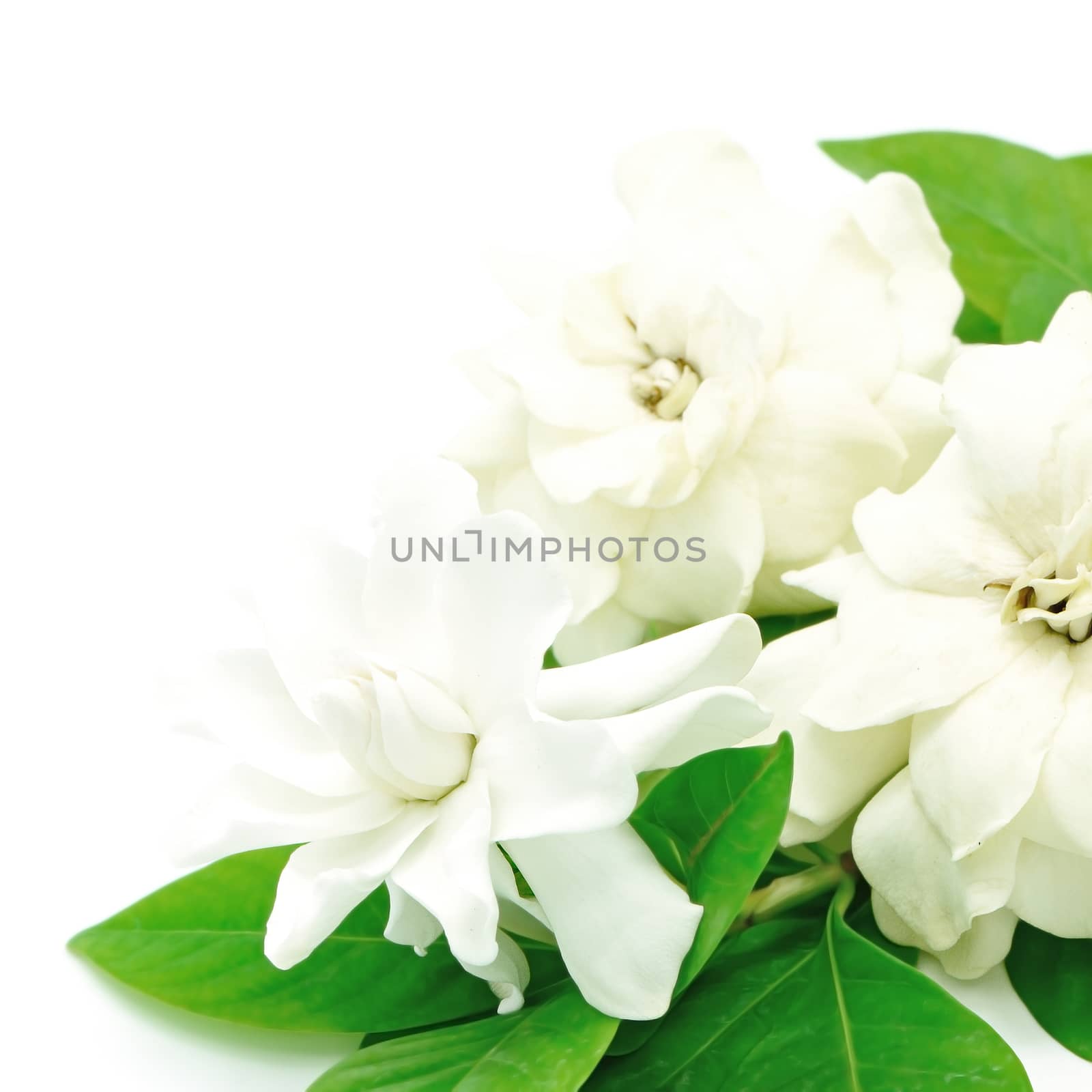 White Gardenia flower or Cape Jasmine (Gardenia jasminoides), isolated on a white background