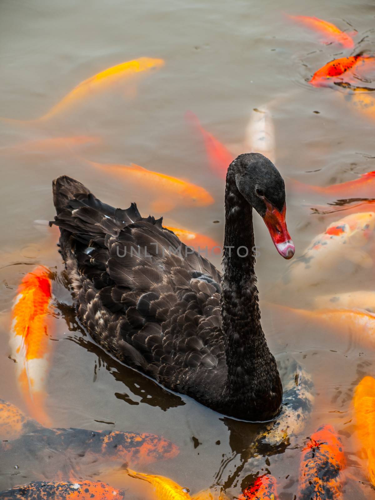 Black swan in the pond (Sichuan, China)