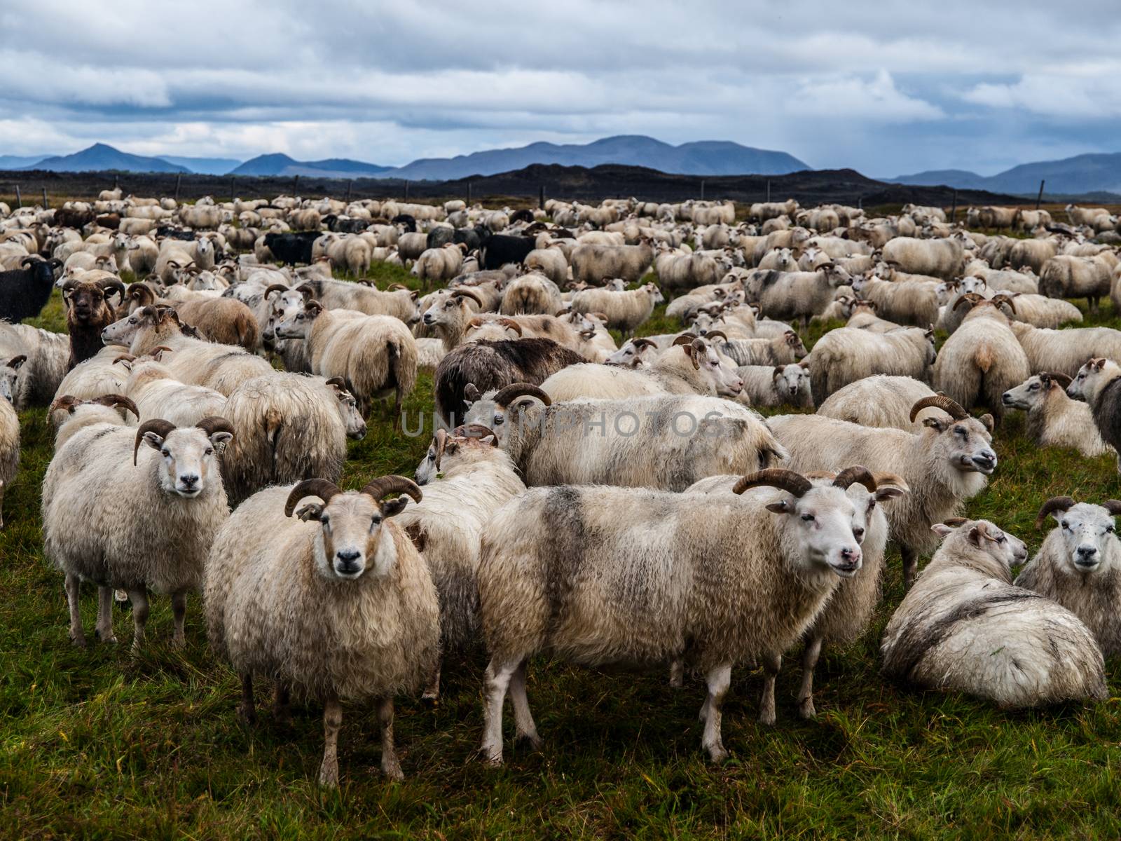 Many sheeps on pasture (Iceland)