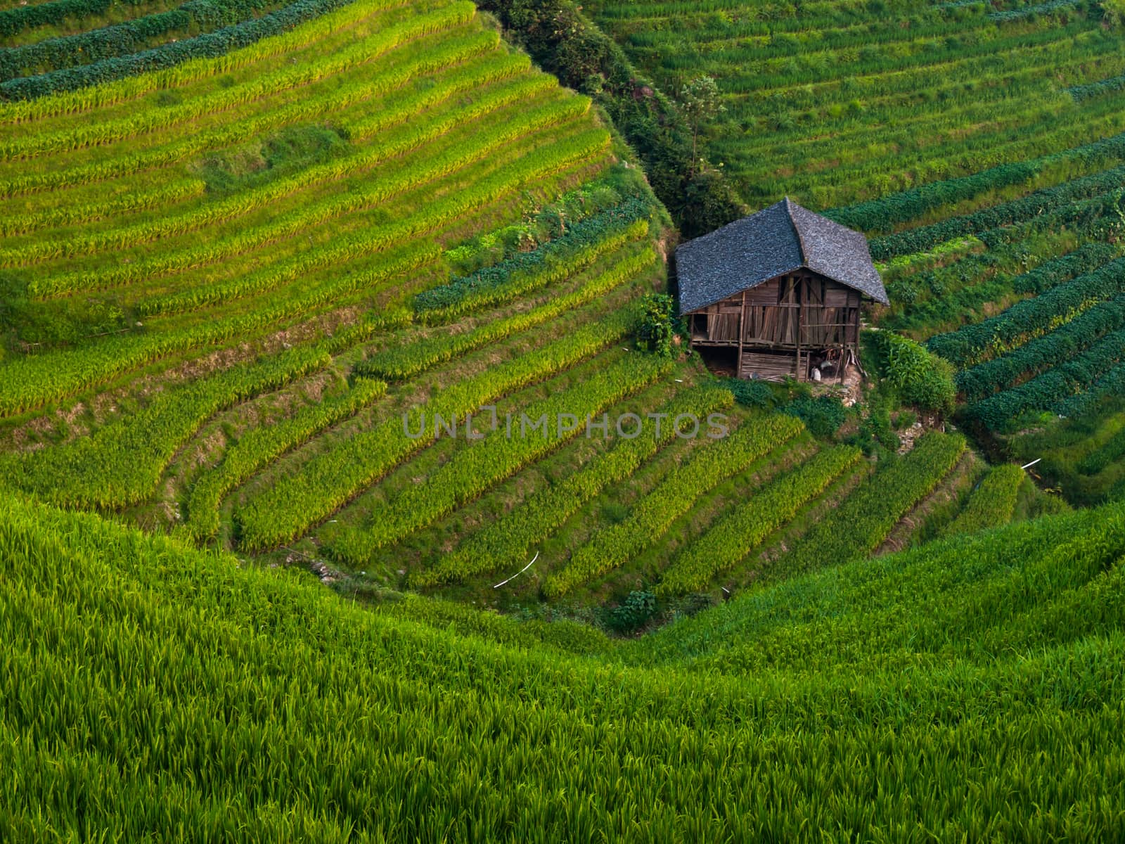 Rice terraces by pyty