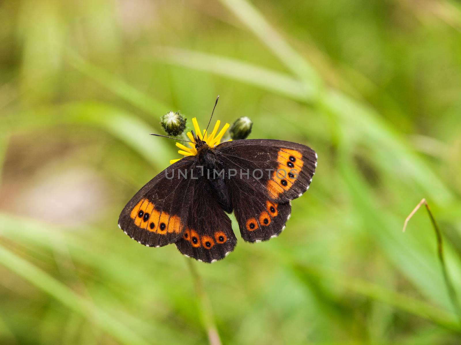 One of the China's common butterflies