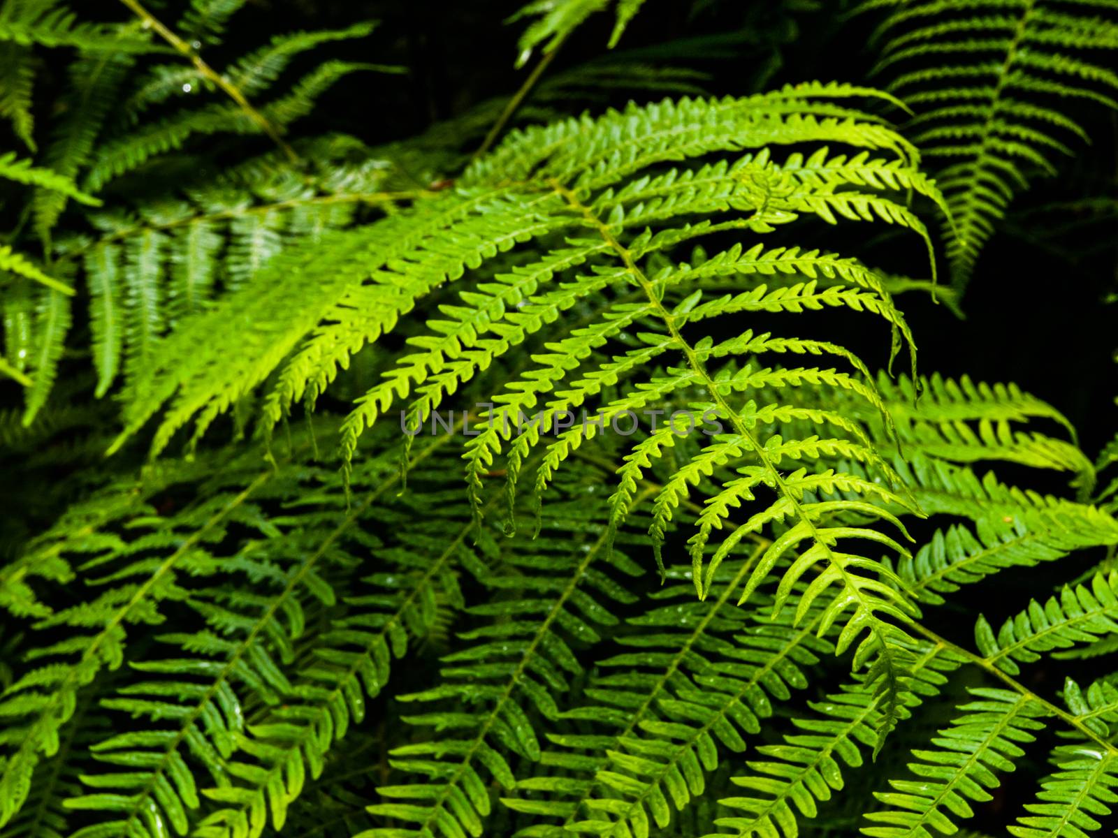 Green bracken plant in the forest