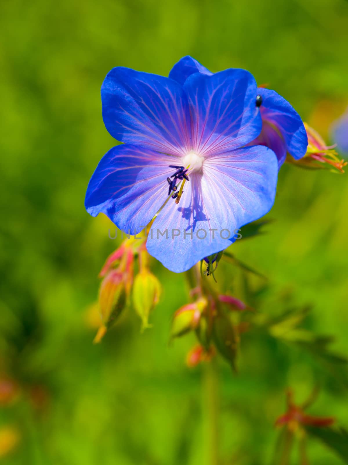 Blue bloom in the grass