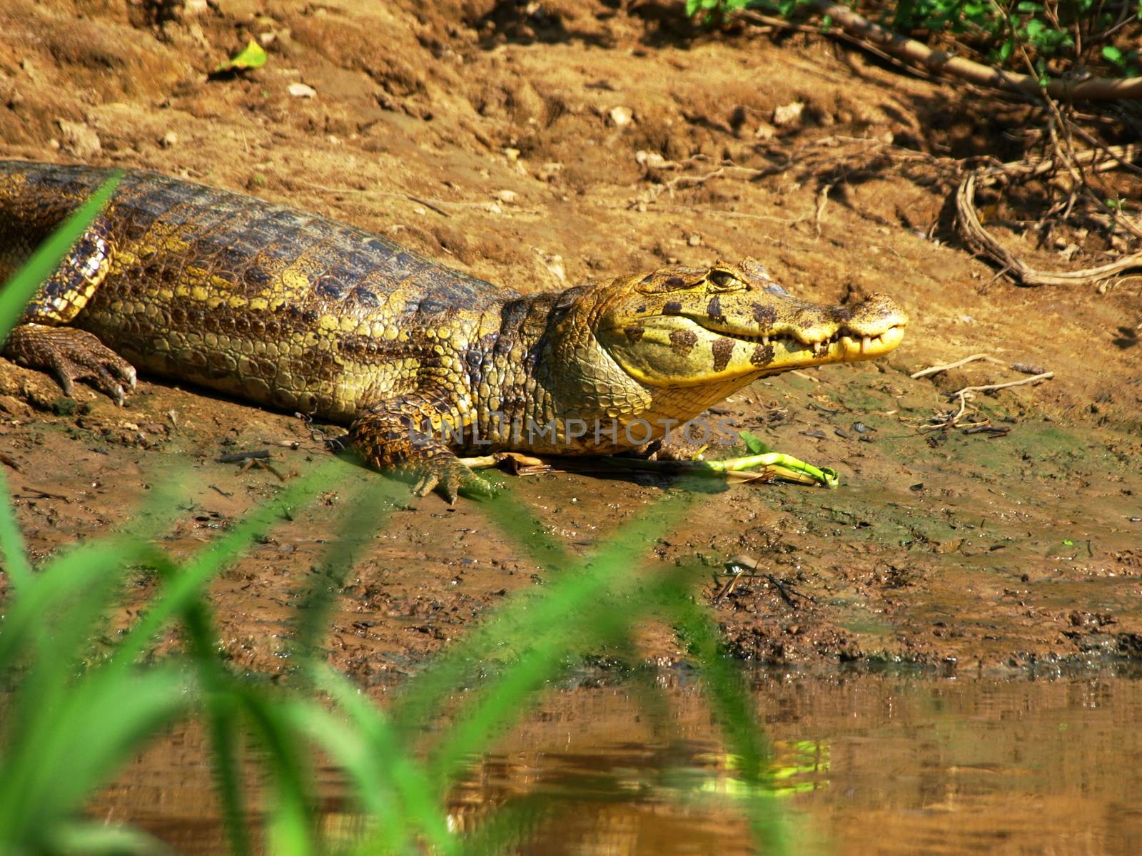 Aligator at the river (Bolivia)