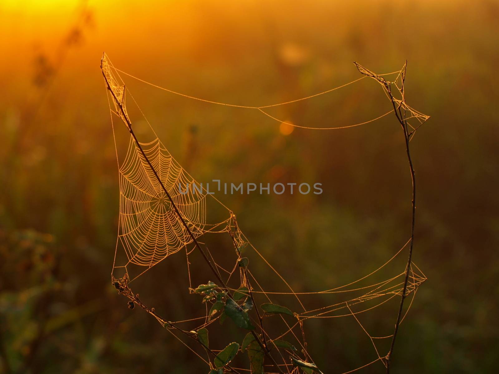 Spider web  by pyty