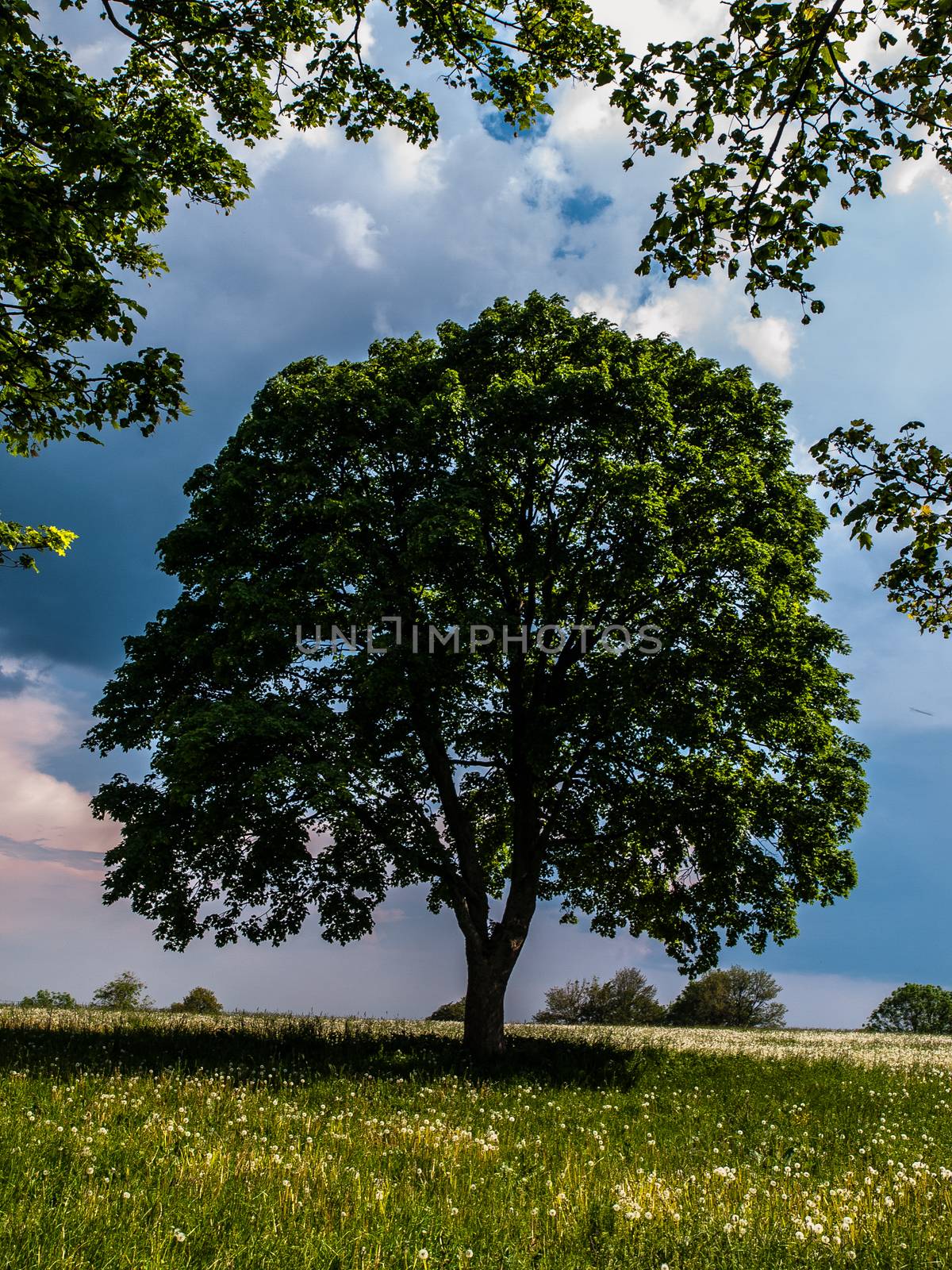 Big tree in summer time by pyty