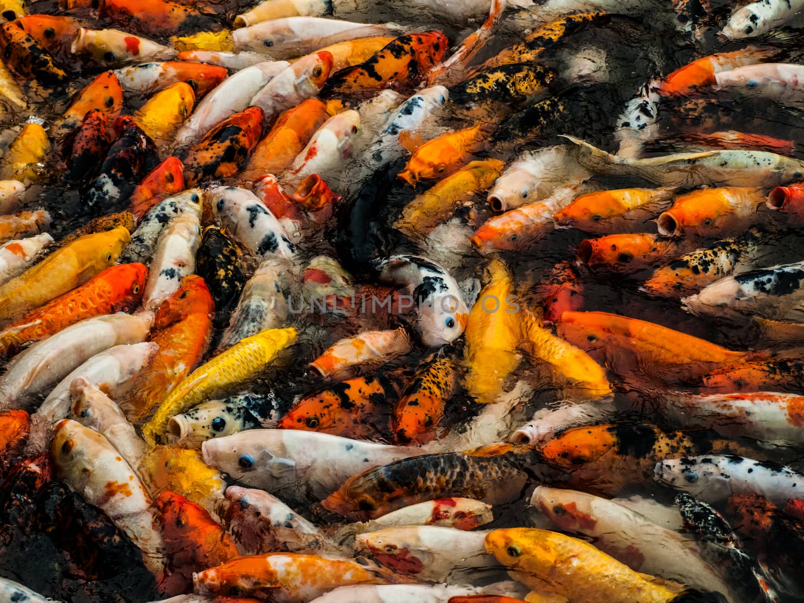 Chinese carps by pyty