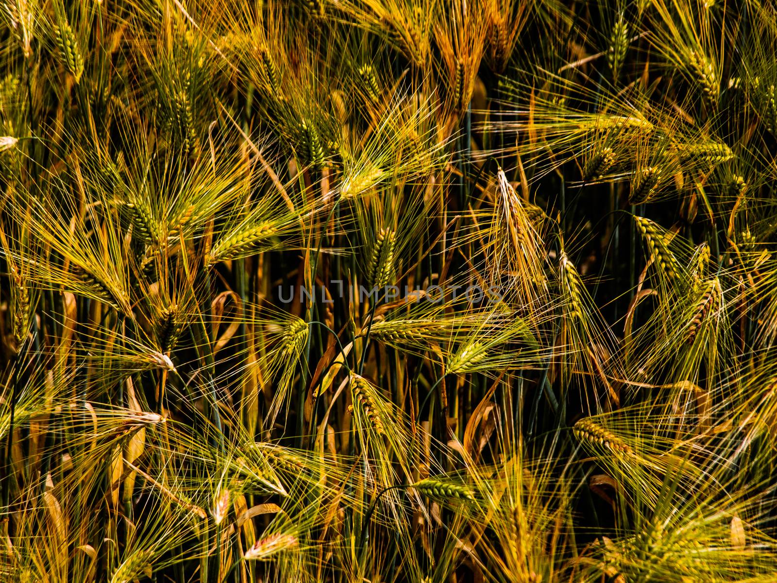 Golden grain by pyty