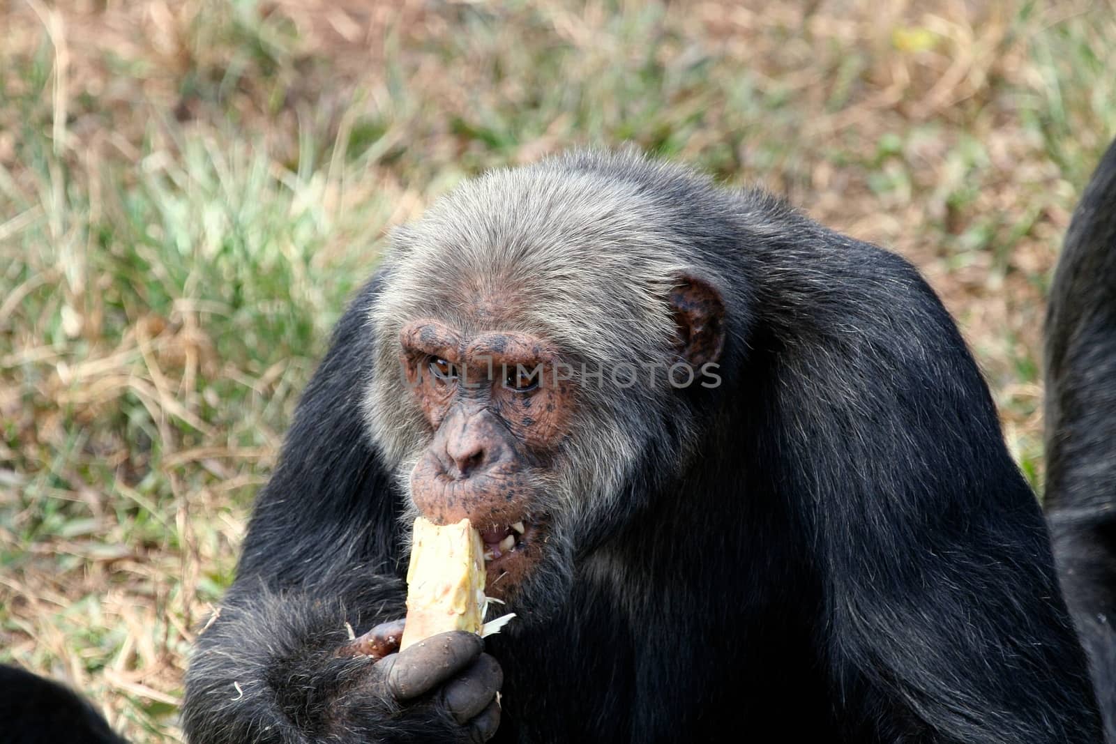 Chimpanzee in the wild by moizhusein