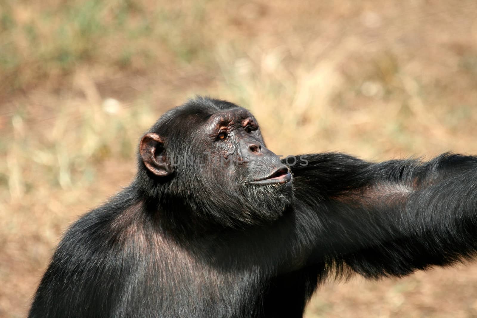 Chimpanzee in the wild by moizhusein