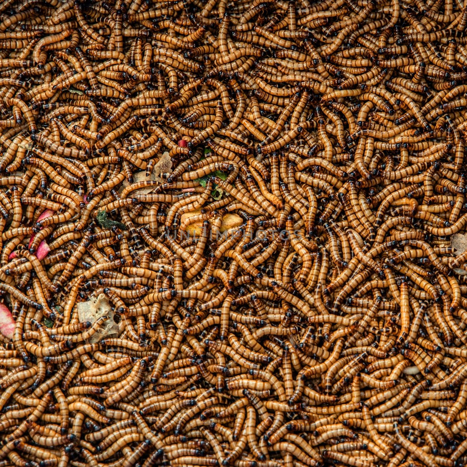 Worms in animal market (Kunming, Yunnan, China)