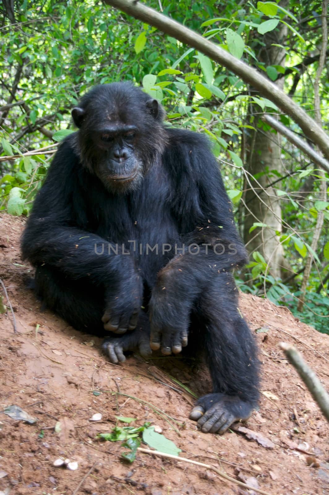 Chimpanzee, wildlife shot, Gombe National Park,Tanzania