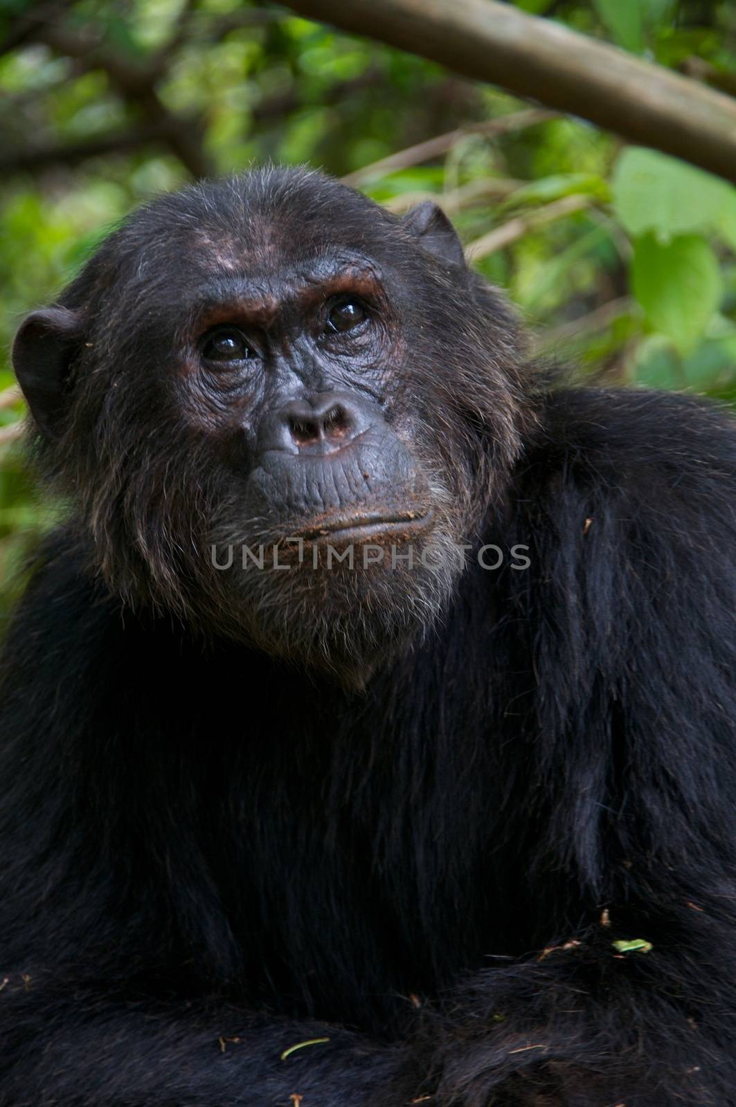 Chimpanzee, wildlife shot, Gombe National Park,Tanzania
