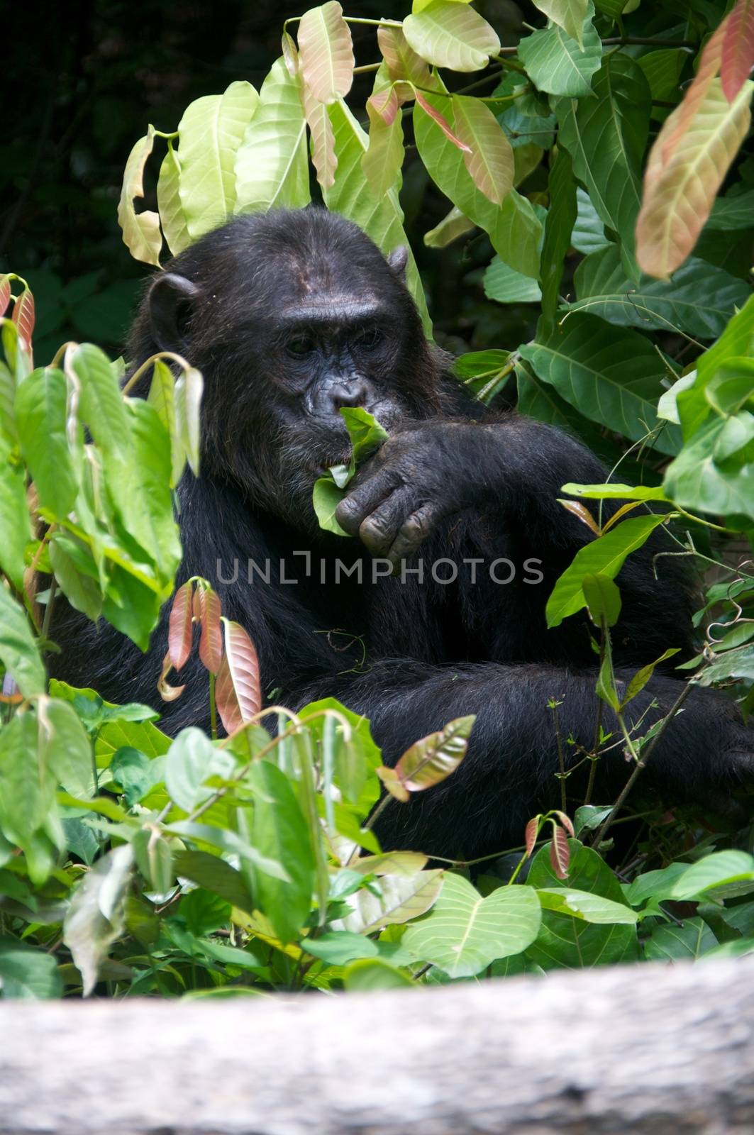 Chimpanzee in the wild by moizhusein