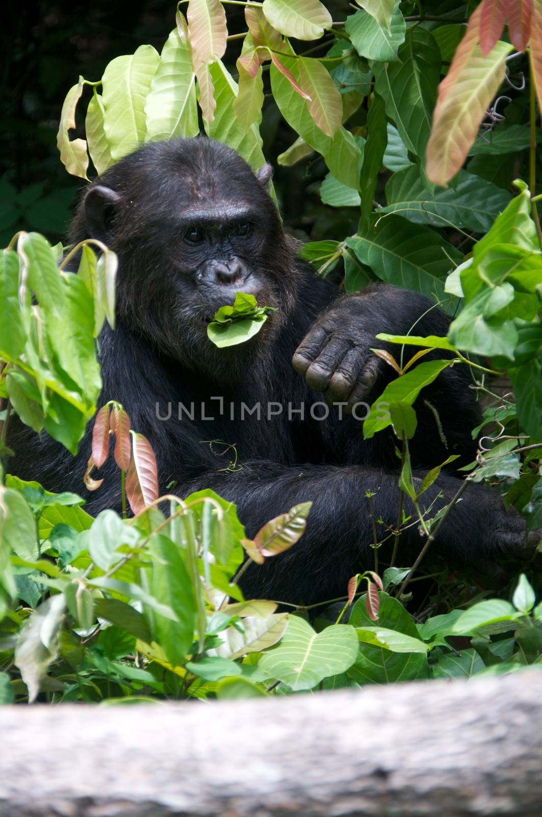 Chimpanzee in the wild by moizhusein