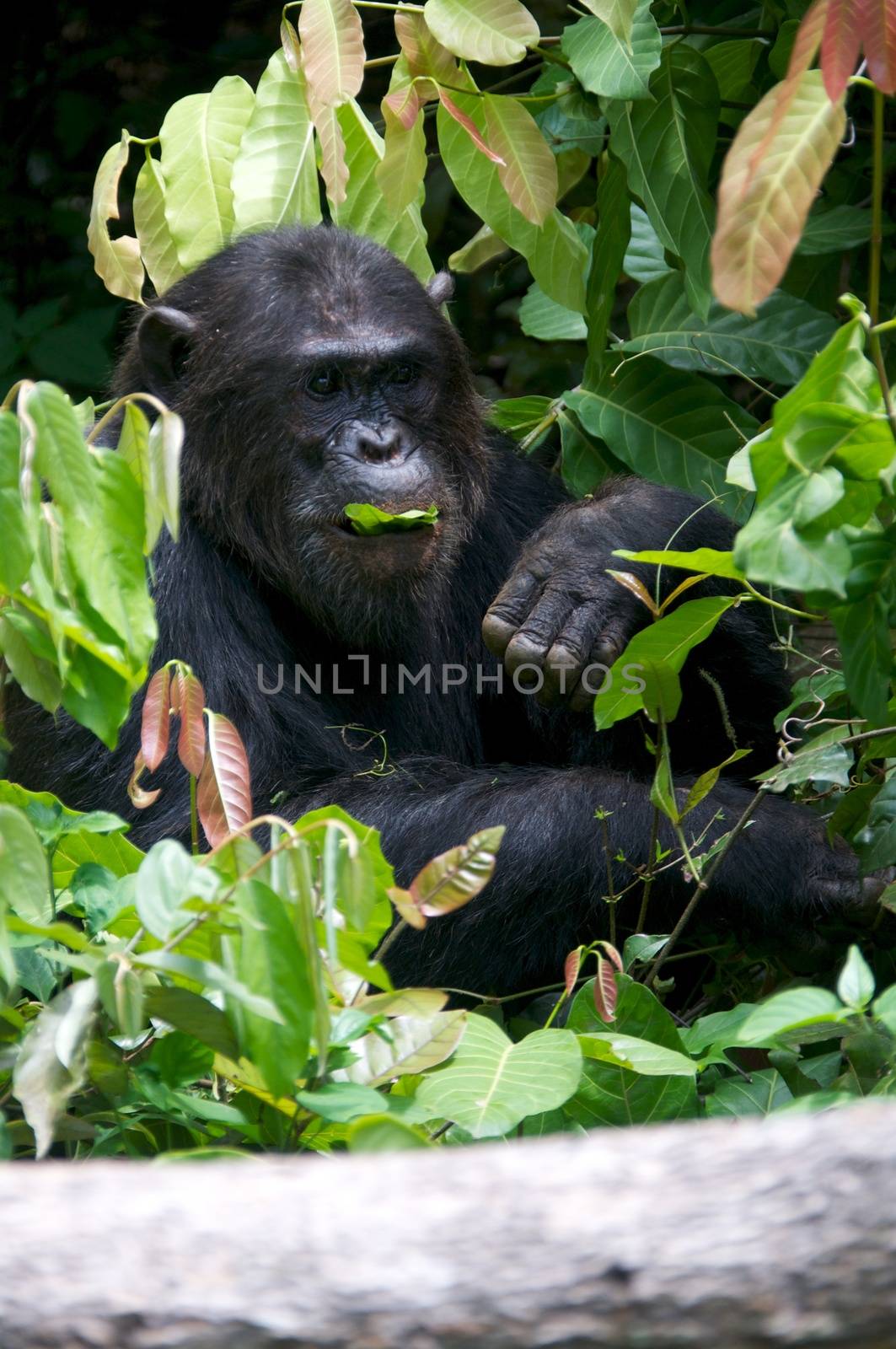 Chimpanzee, wildlife shot, Gombe National Park,Tanzania