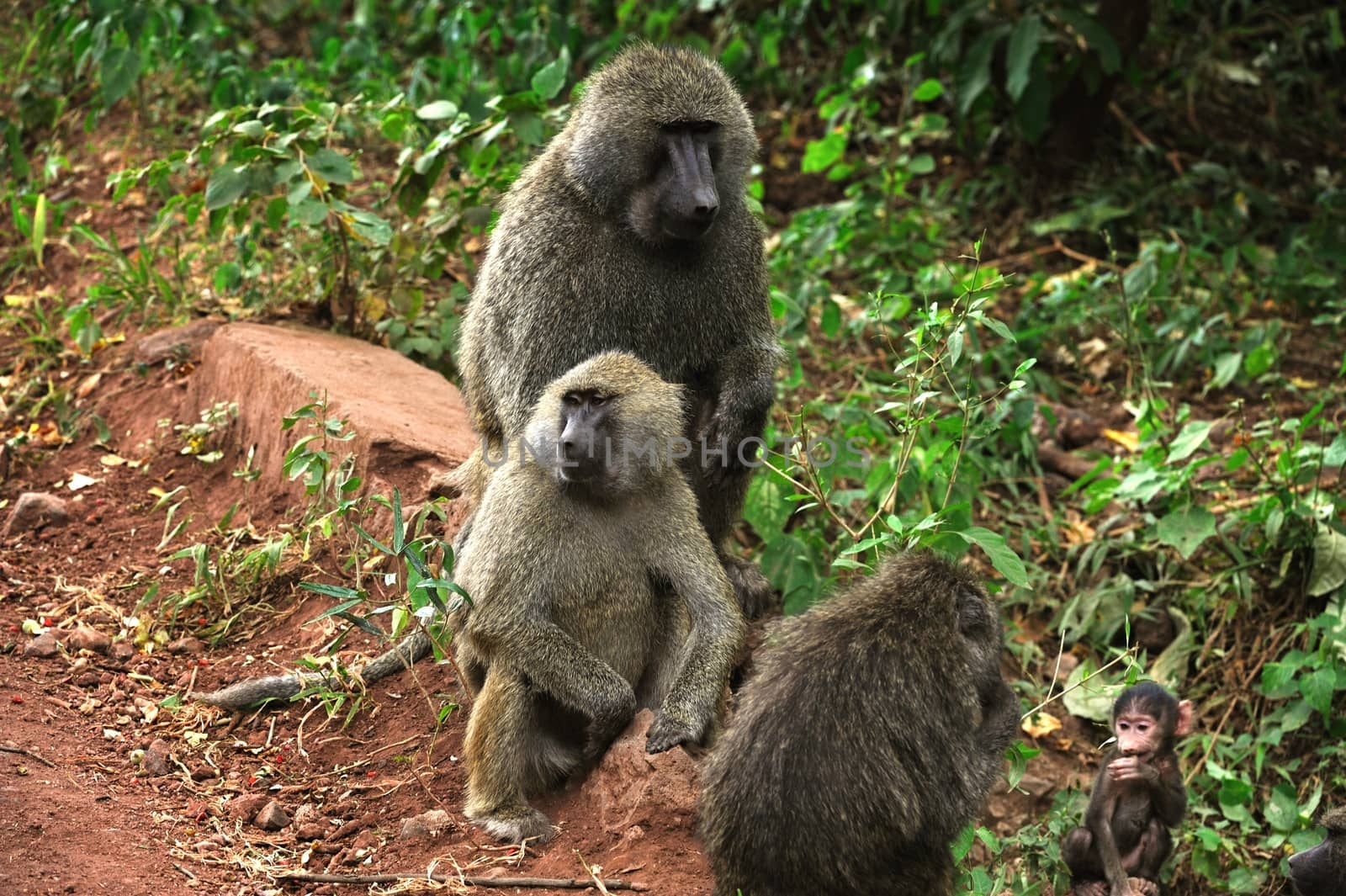 Chimpanzee, wildlife shot, Gombe National Park,Tanzania