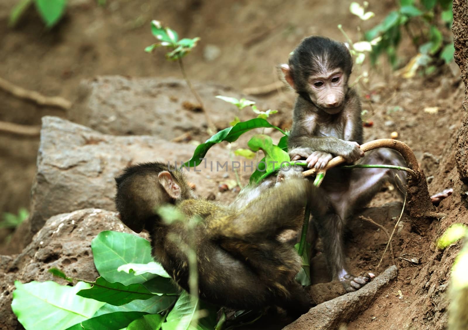 Chimpanzee in the wild by moizhusein