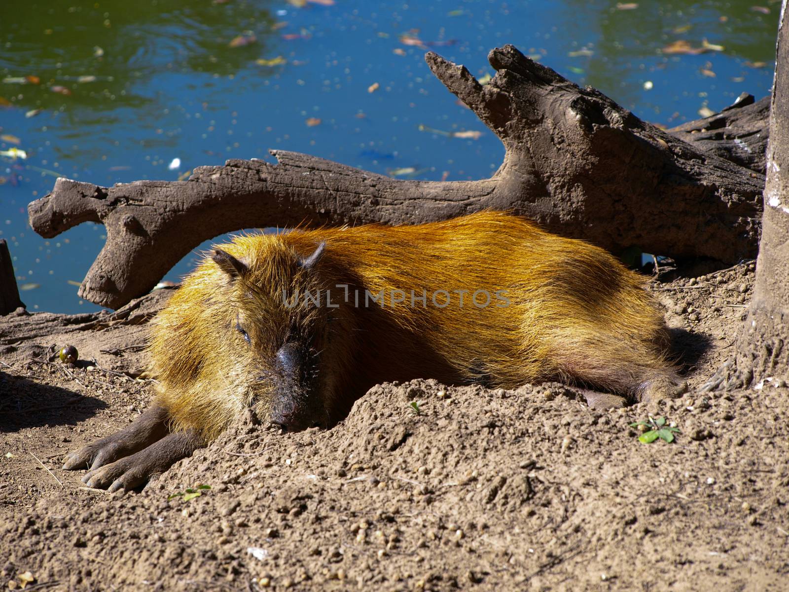 Capybara - World's biggest rodent (Bolivia)